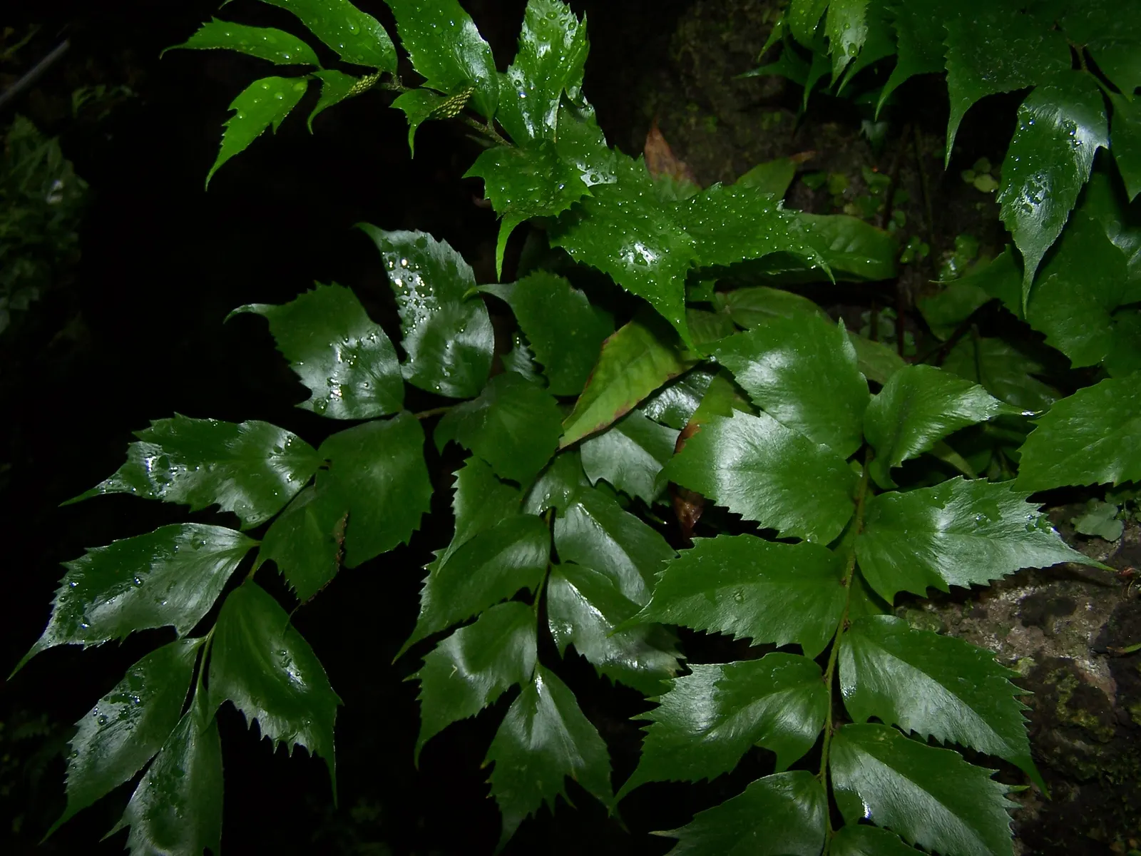 Japanese Holly Fern (Cyrtomium Falcatum) — holly-like fronds reaching up to 2 feet in length; leathery pinnae (leaflets) that are shaped with a, image 80