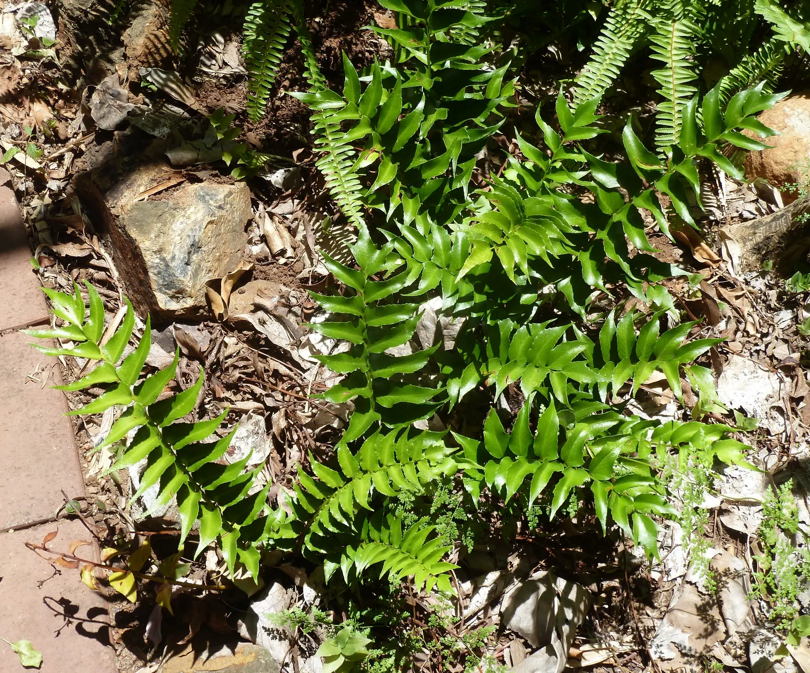 Japanese Holly Fern (Cyrtomium Falcatum) — The Japanese Holly Fern (Cyrtomium falcatum) is renowned for its glossy; this evergreen fern is ideal, image 53