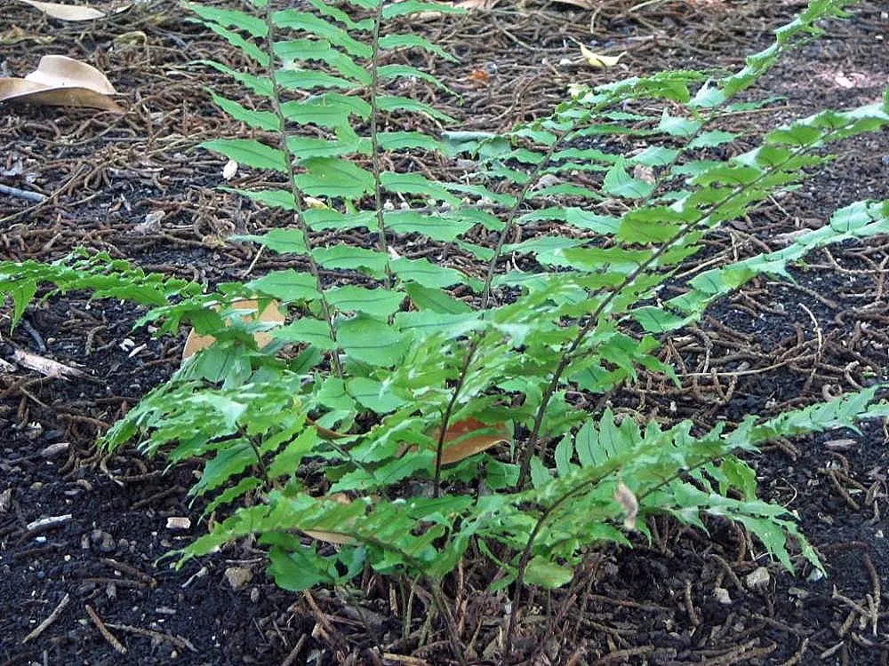 Japanese Holly Fern (Cyrtomium Falcatum) — It's pest and disease-resistant; with a breadth of 6 to 8 inches, image 84
