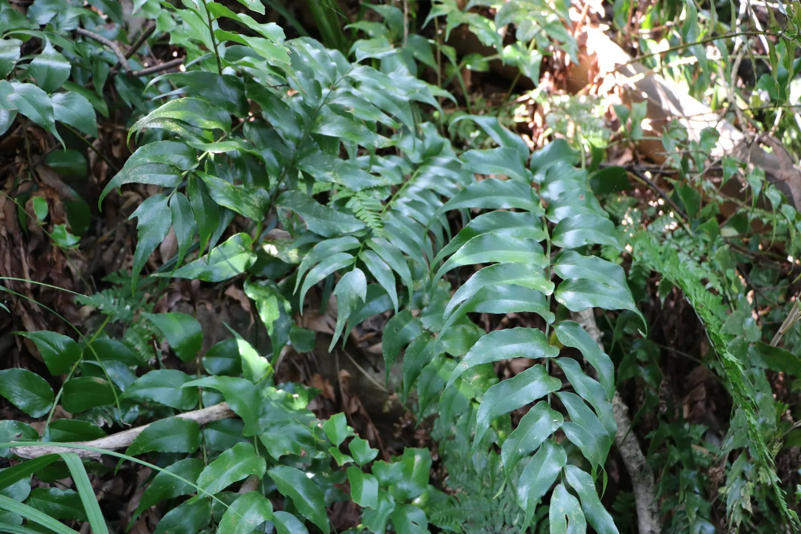 Japanese Holly Fern (Cyrtomium Falcatum) — The Japanese Holly Fern (Cyrtomium falcatum) is renowned for its glossy; this evergreen fern is ideal, image 79