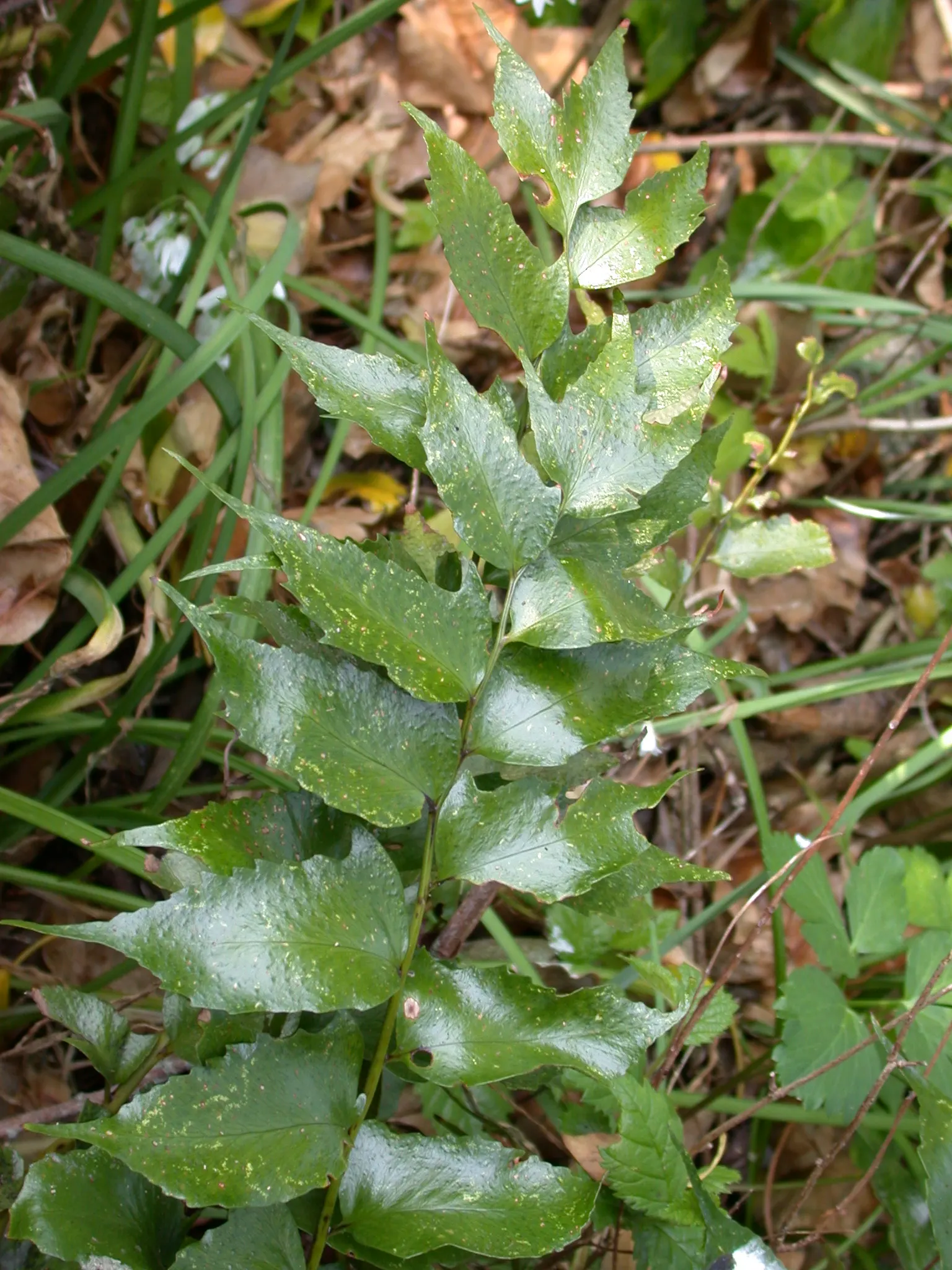 Japanese Holly Fern (Cyrtomium Falcatum) — sustaining a preference for slight acidity to neutral pH levels; watering should be consistent to, image 96