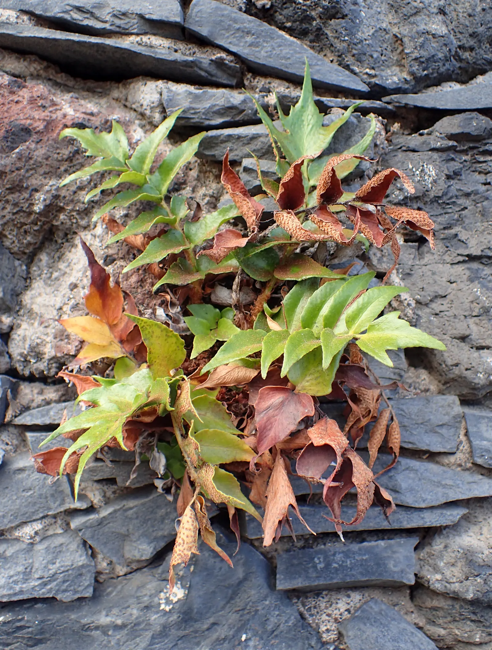 Japanese Holly Fern (Cyrtomium Falcatum) — and resistance to pests and diseases