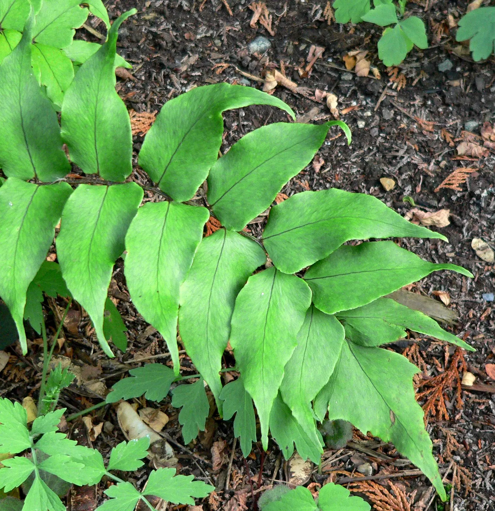 Japanese Holly Fern (Cyrtomium Falcatum) — Watering should be consistent to maintain evenly moist soil; however; fern / shrub for half or shade, image 71