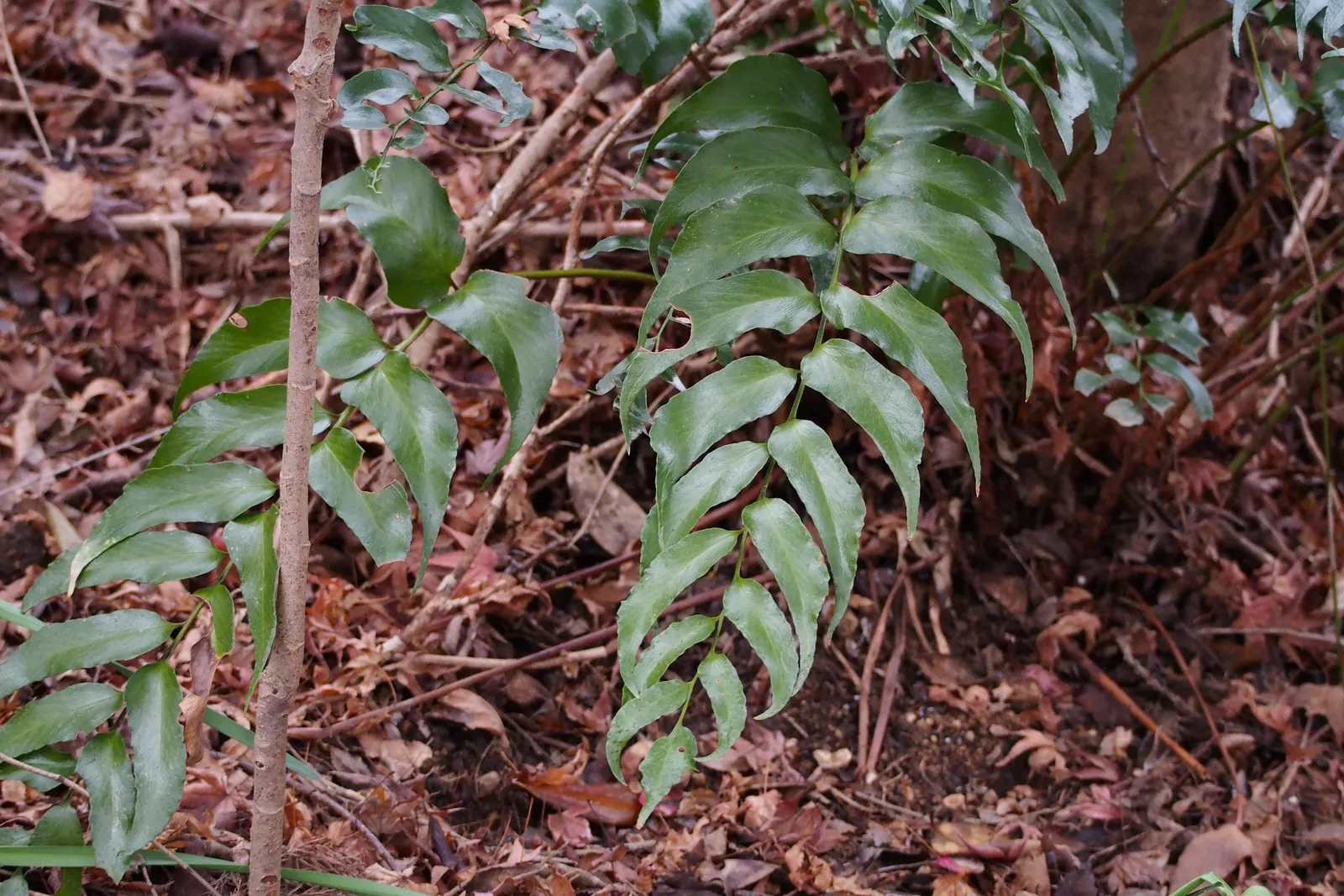 Japanese Holly Fern (Cyrtomium Falcatum) — botanically termed Cyrtomium falcatum; and it performs admirably in shaded rock gardens or borders