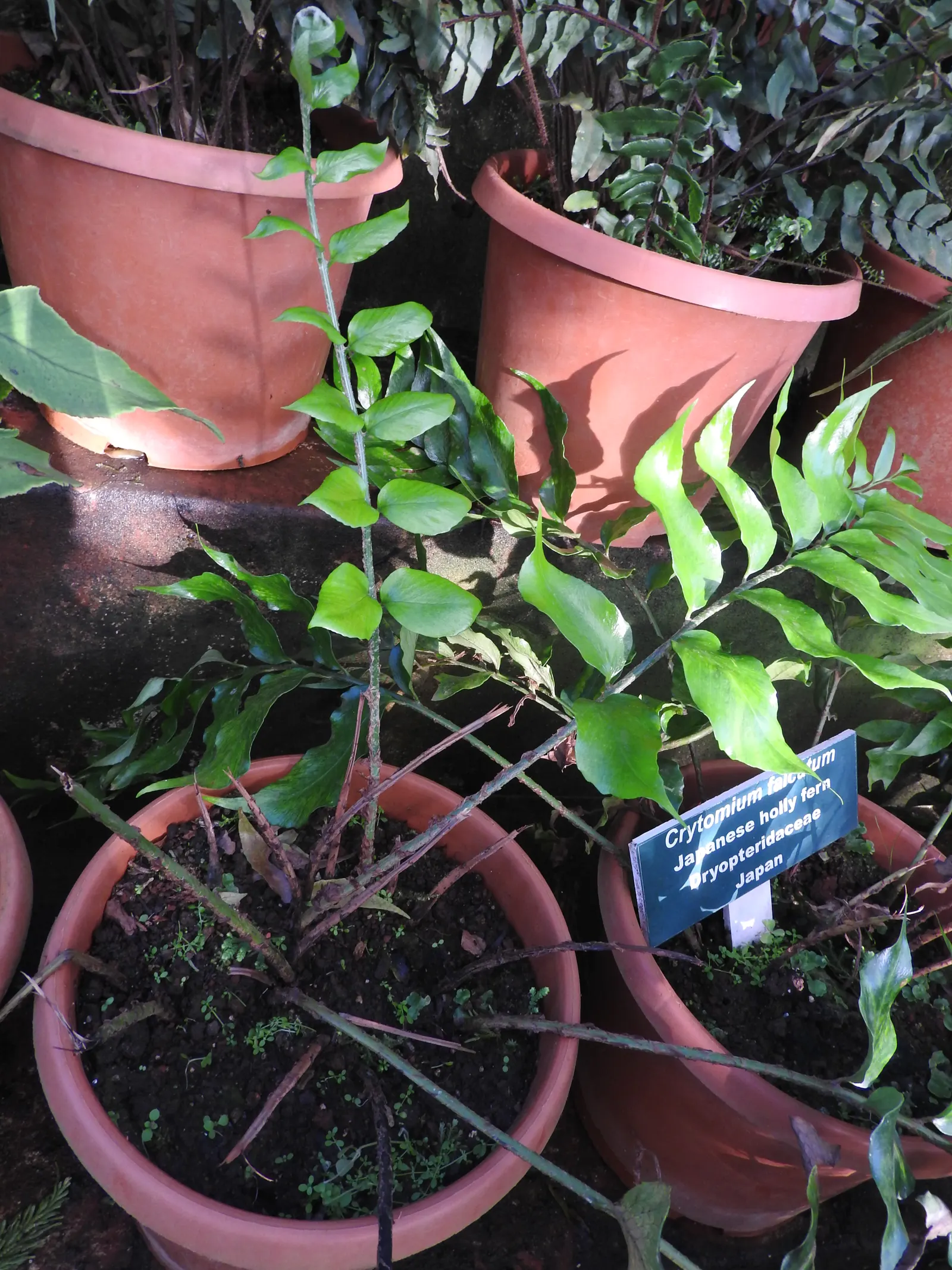 Japanese Holly Fern (Cyrtomium Falcatum) — with a breadth of 6 to 8 inches