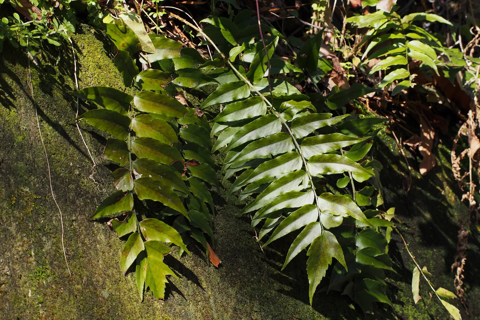Japanese Holly Fern (Cyrtomium Falcatum) — When employing Cyrtomium falcatum in landscape design