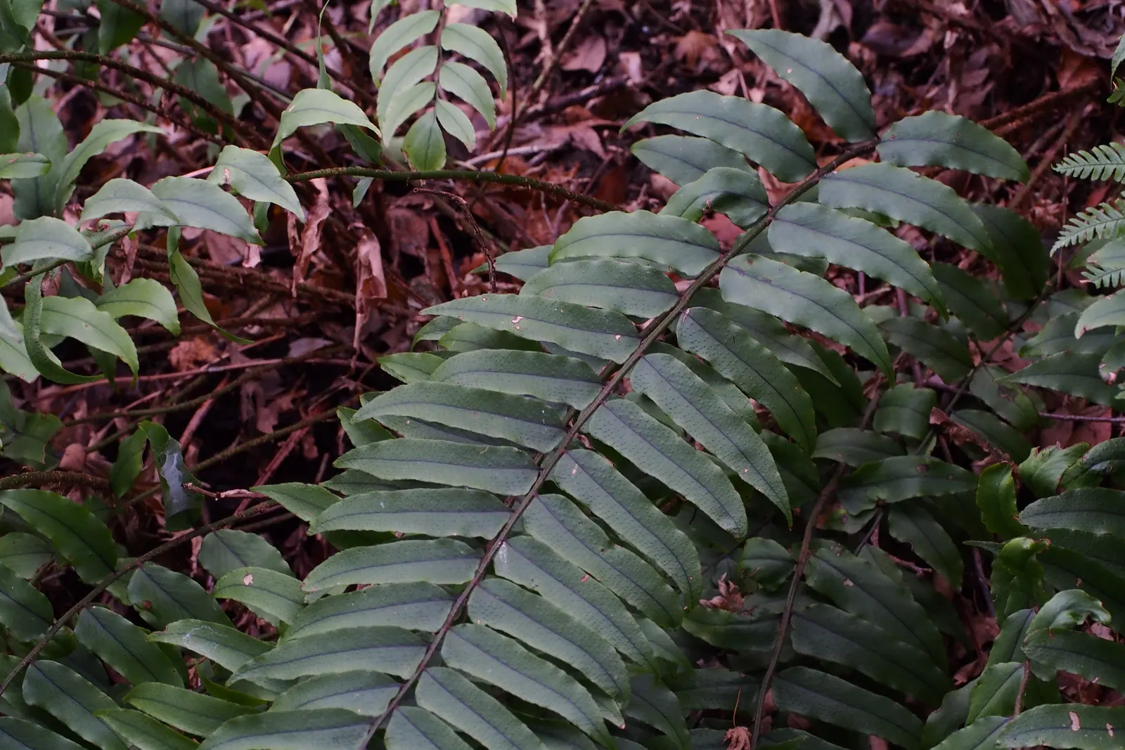 Japanese Holly Fern (Cyrtomium Falcatum) — elegantly unfurling to create a dense; enhanced with organic matter, image 92