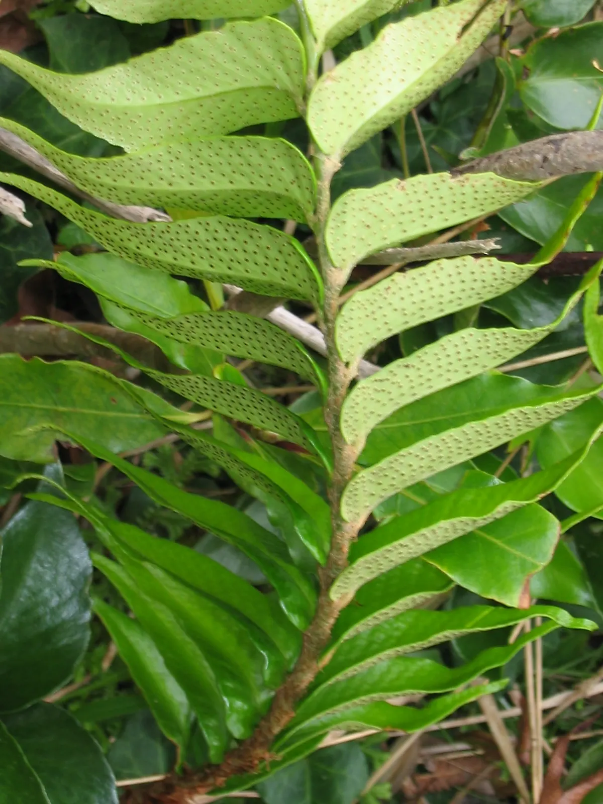 Japanese Holly Fern (Cyrtomium Falcatum) — It thrives in partial to full shade and prefers moist, well-drained soil with a pH close to neutral, image 55