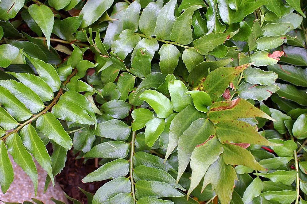Japanese Holly Fern (Cyrtomium Falcatum) — fern / shrub for half or shade; make it a low-maintenance option for the landscape
