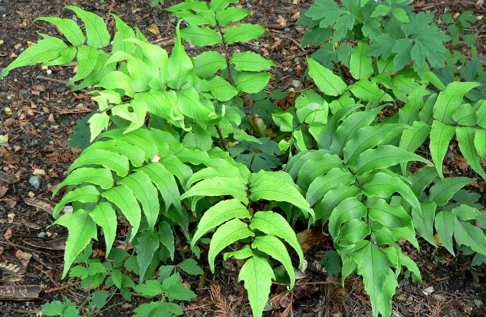 Japanese Holly Fern (Cyrtomium Falcatum) — with a breadth of 6 to 8 inches; this species adds textural contrast owing to its shiny