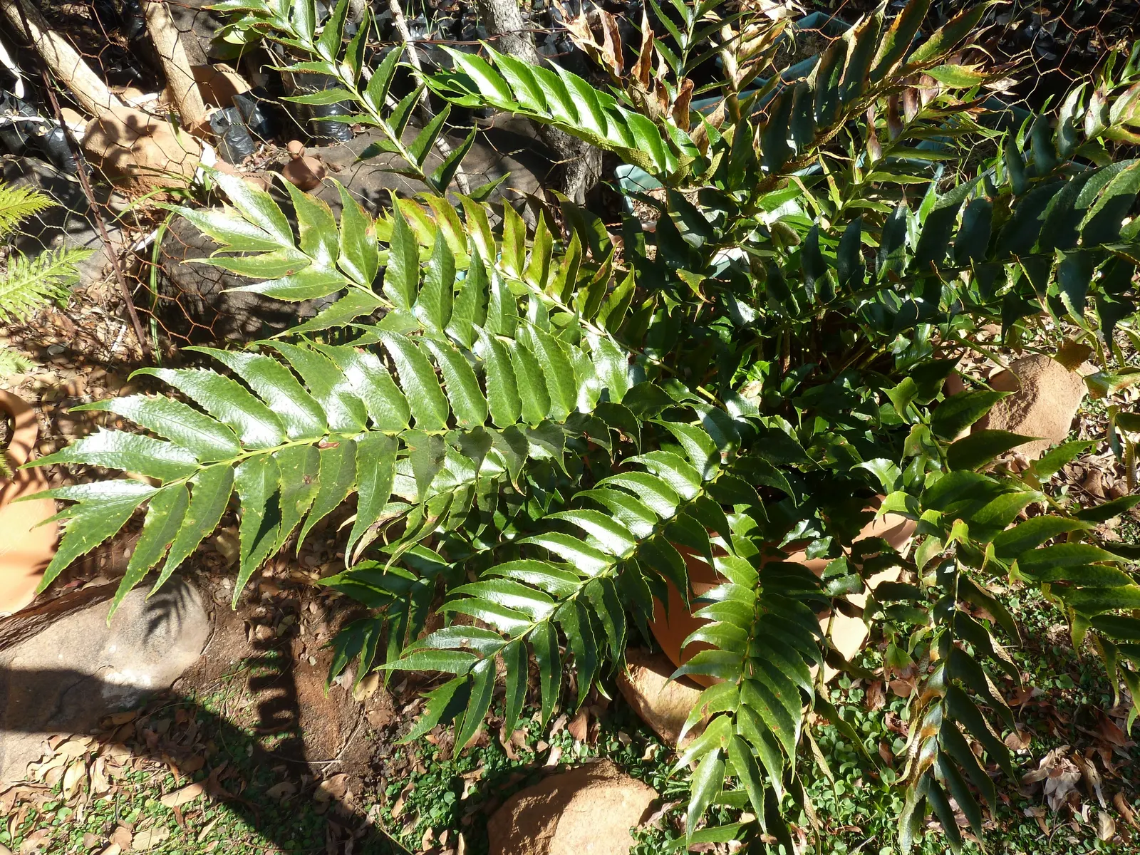 Japanese Holly Fern (Cyrtomium Falcatum) — leathery pinnae (leaflets) that are shaped with a distinctive holly-like appearance; and resistance to pests and