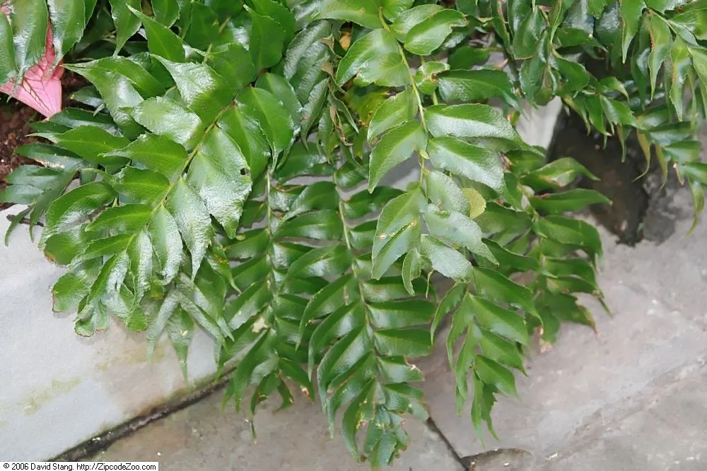 Japanese Holly Fern (Cyrtomium Falcatum) — It's pest and disease-resistant; with a breadth of 6 to 8 inches, image 58