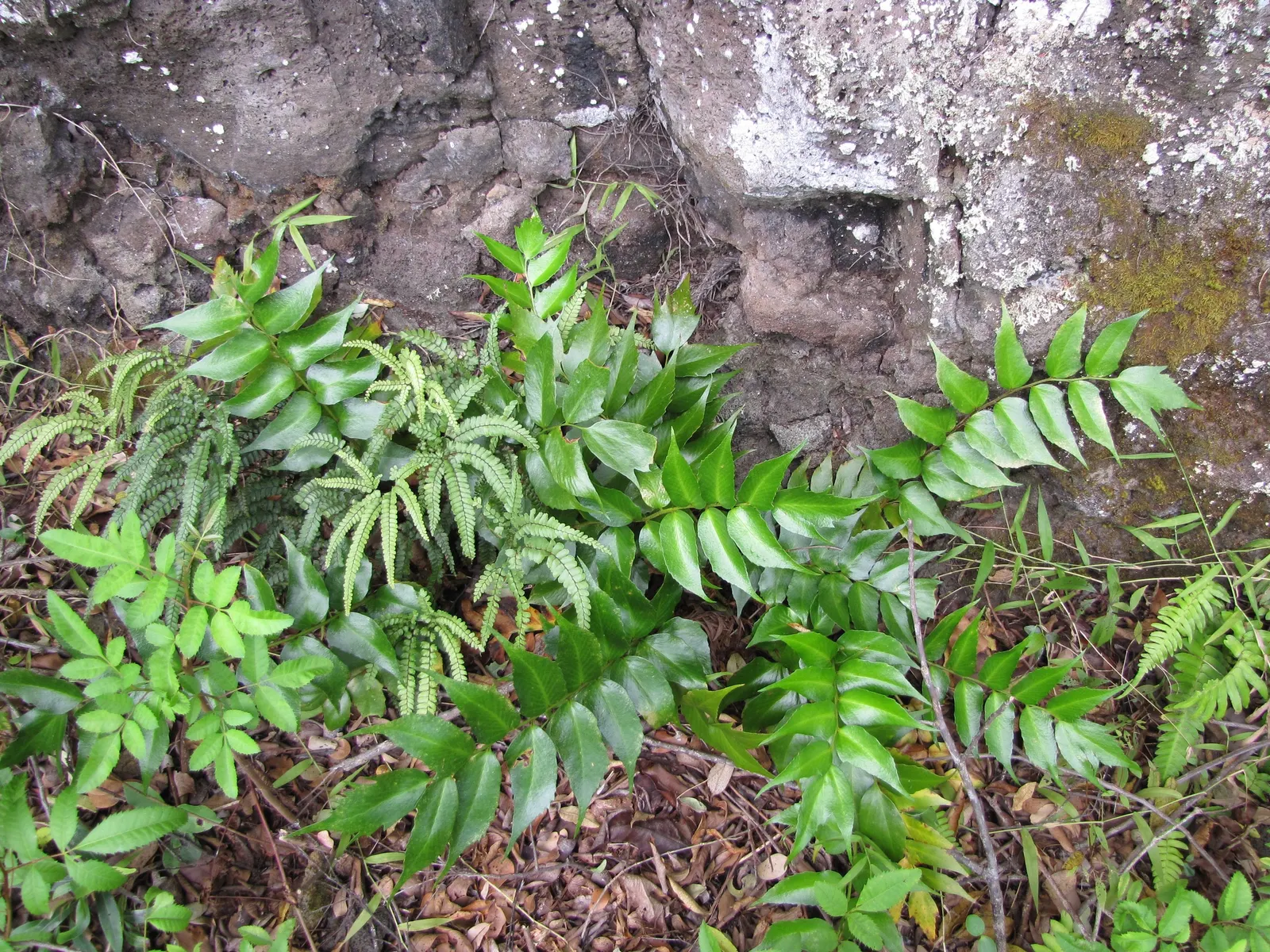 Japanese Holly Fern (Cyrtomium Falcatum) — holly-like fronds reaching up to 2 feet in length; leathery pinnae (leaflets) that are shaped with a, image 54