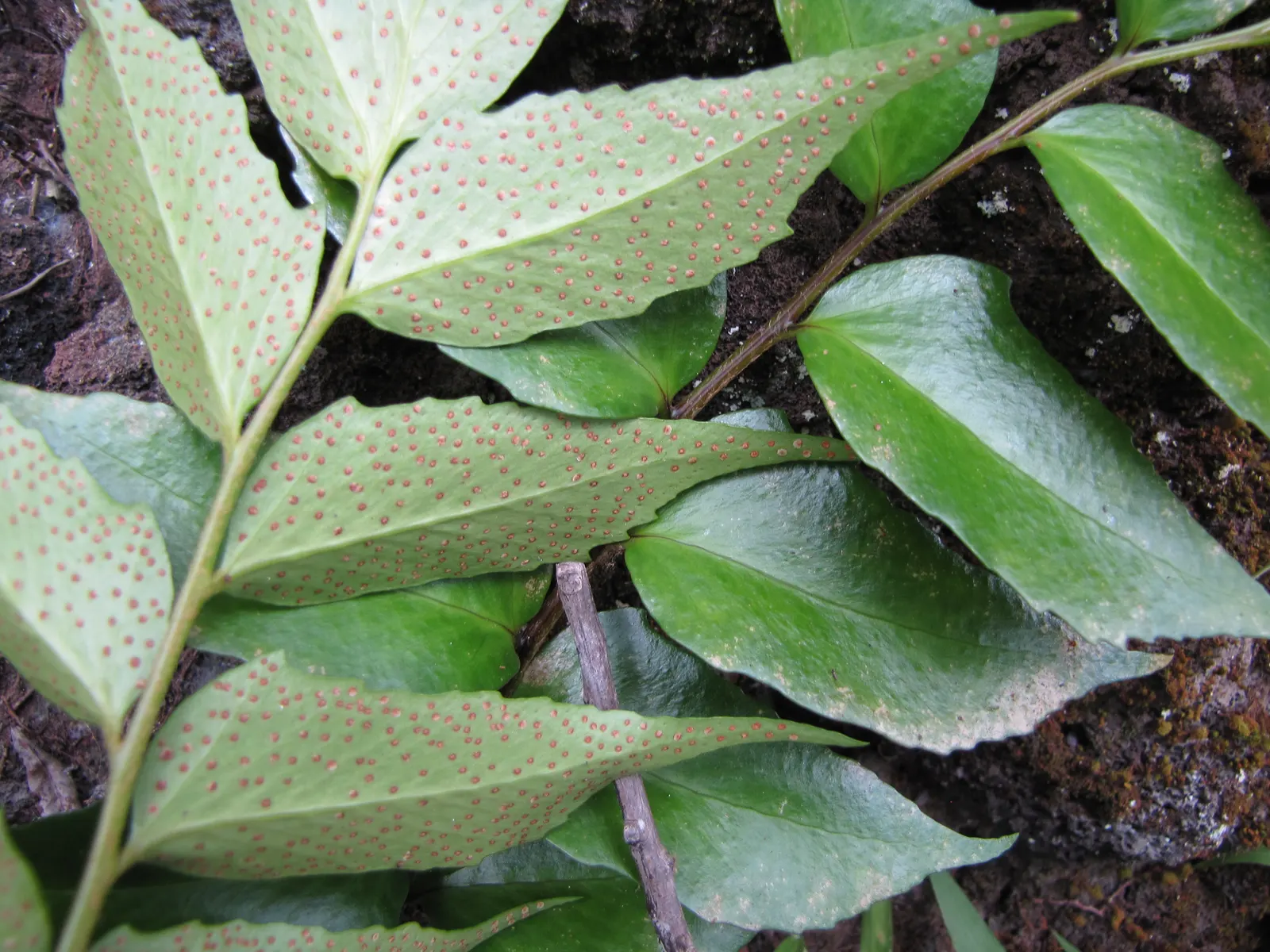 Japanese Holly Fern (Cyrtomium Falcatum) — and resistance to pests and diseases; its tolerance for dry shade once established, image 74