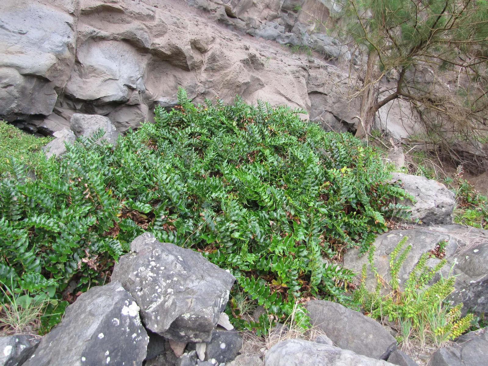 Japanese Holly Fern (Cyrtomium Falcatum) — When employing Cyrtomium falcatum in landscape design; it requires well-draining