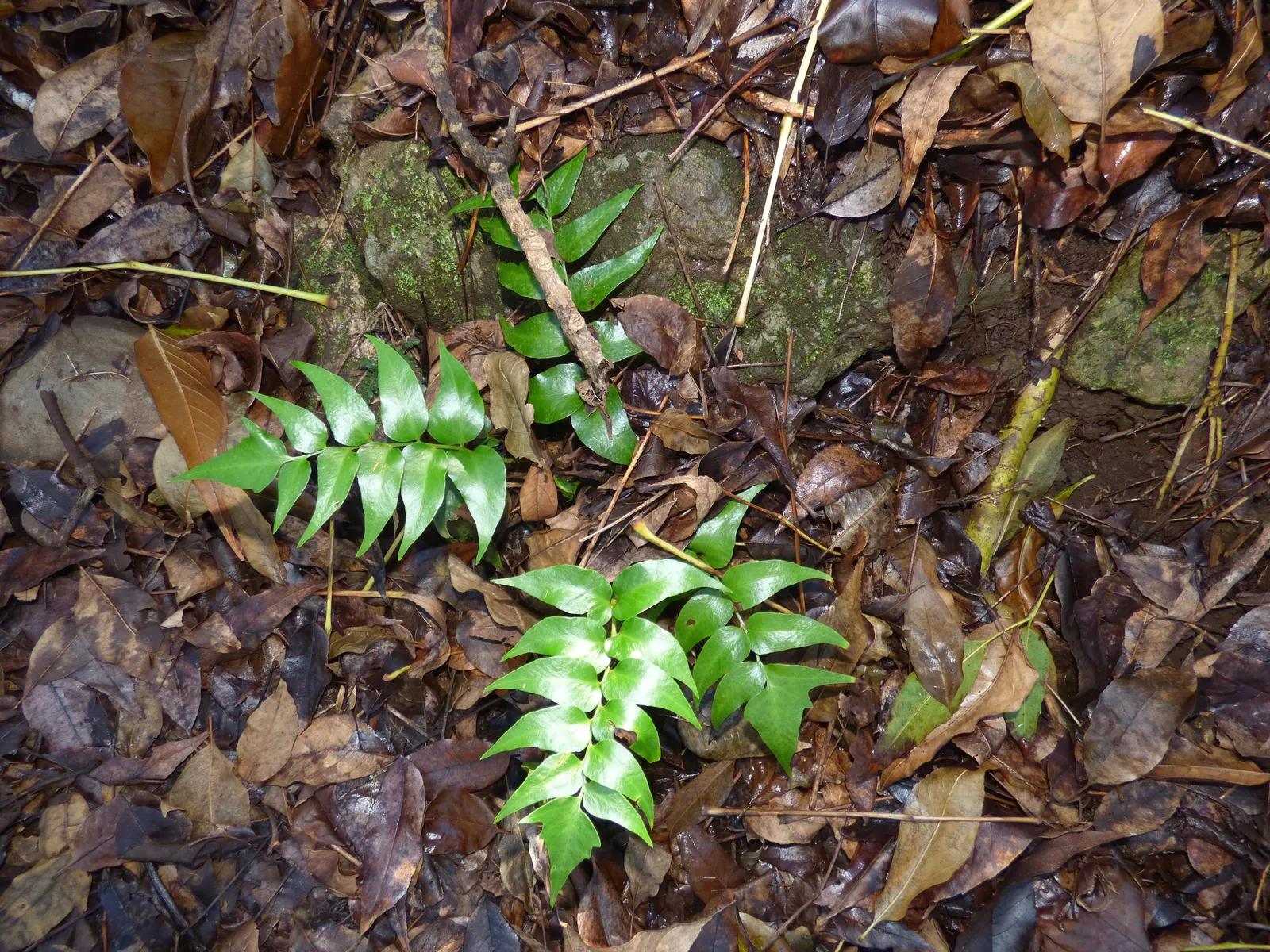 Japanese Holly Fern (Cyrtomium Falcatum) — make it a low-maintenance option for the landscape; holly-like fronds reaching up to 2 feet in length, image 101