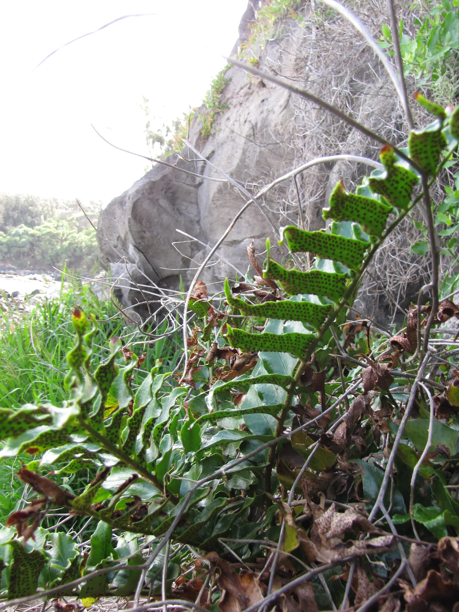 Japanese Holly Fern (Cyrtomium Falcatum) — Its tolerance for dry shade once established; elegantly unfurling to create a dense, image 73
