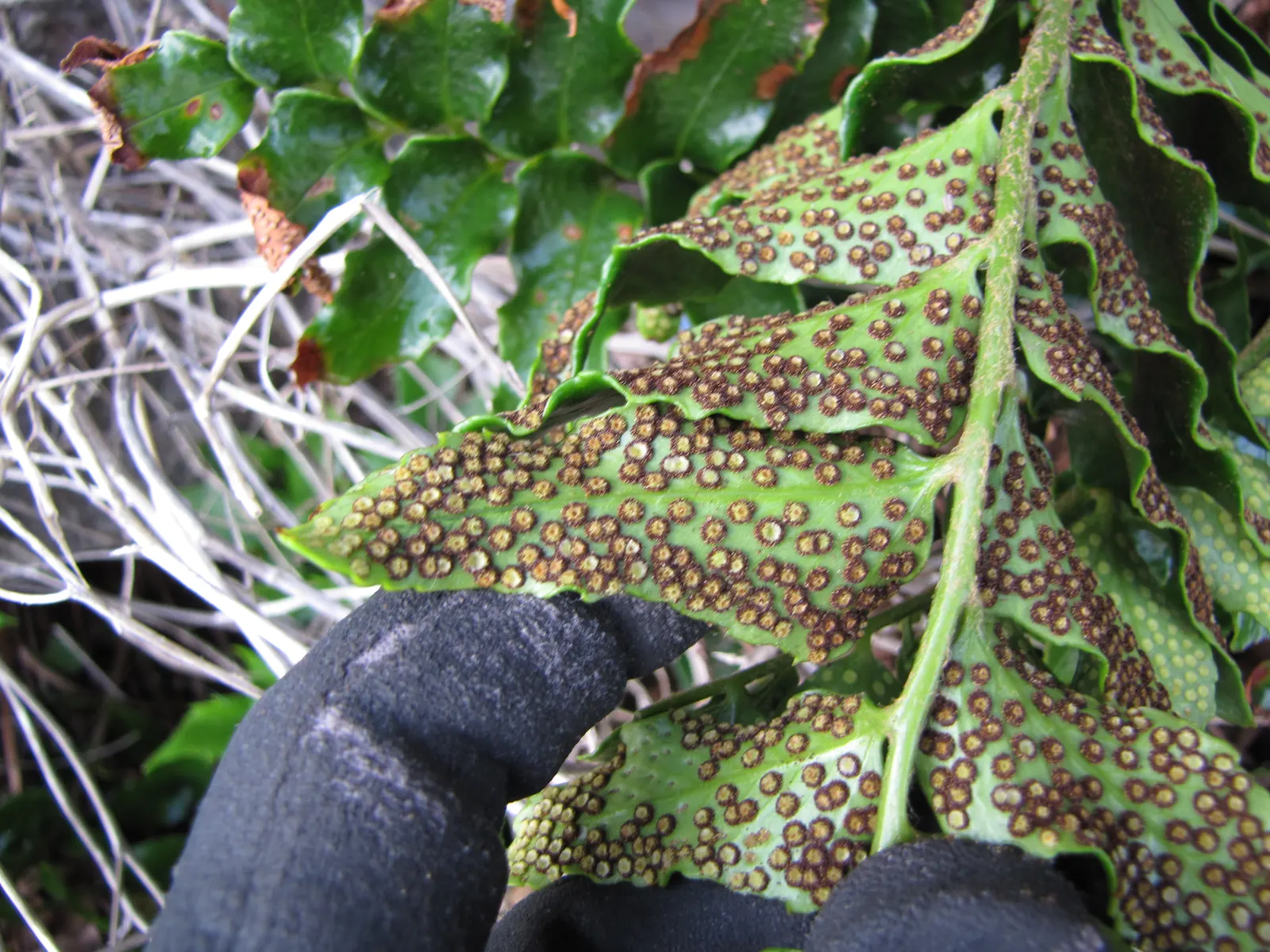 Japanese Holly Fern (Cyrtomium Falcatum) — favoring partial to full shade conditions