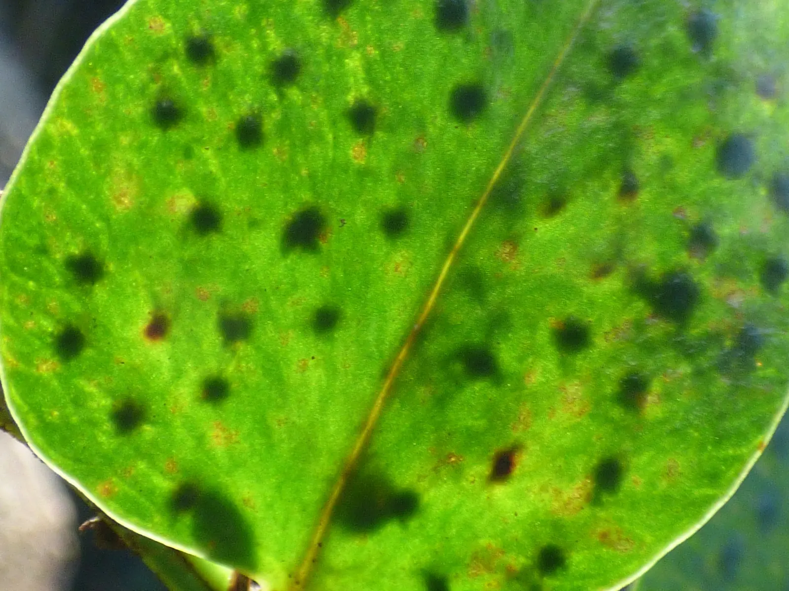 Japanese Holly Fern (Cyrtomium Falcatum) — The Japanese Holly Fern (Cyrtomium falcatum) is renowned for its glossy