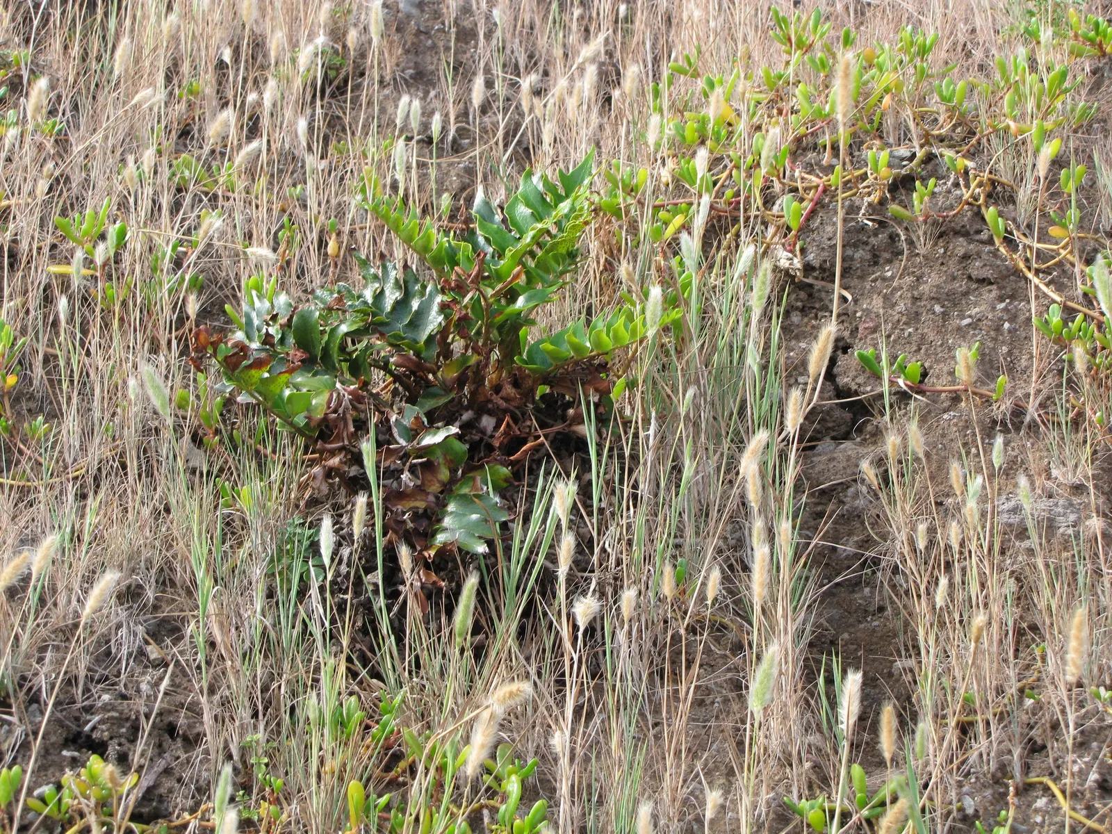 Japanese Holly Fern (Cyrtomium Falcatum) — evergreen fern cherished for its hardiness and the lustrous sheen of its fronds; the Japanese Holly Fern, image 60