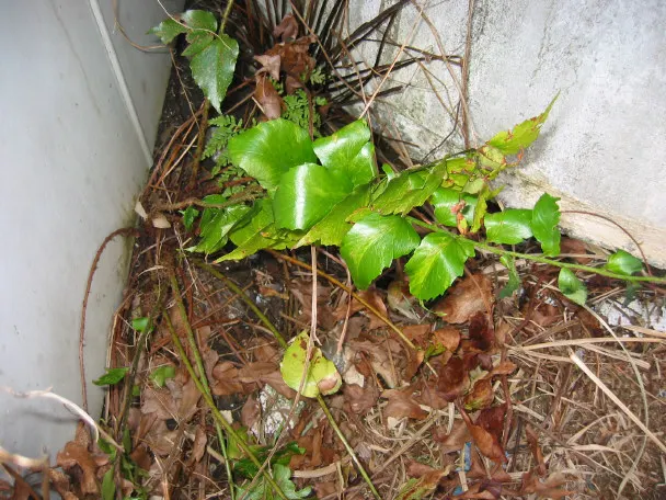 Japanese Holly Fern (Cyrtomium Falcatum) — this evergreen fern is ideal for adding texture to shaded landscapes; when employing Cyrtomium falcatum in landscape