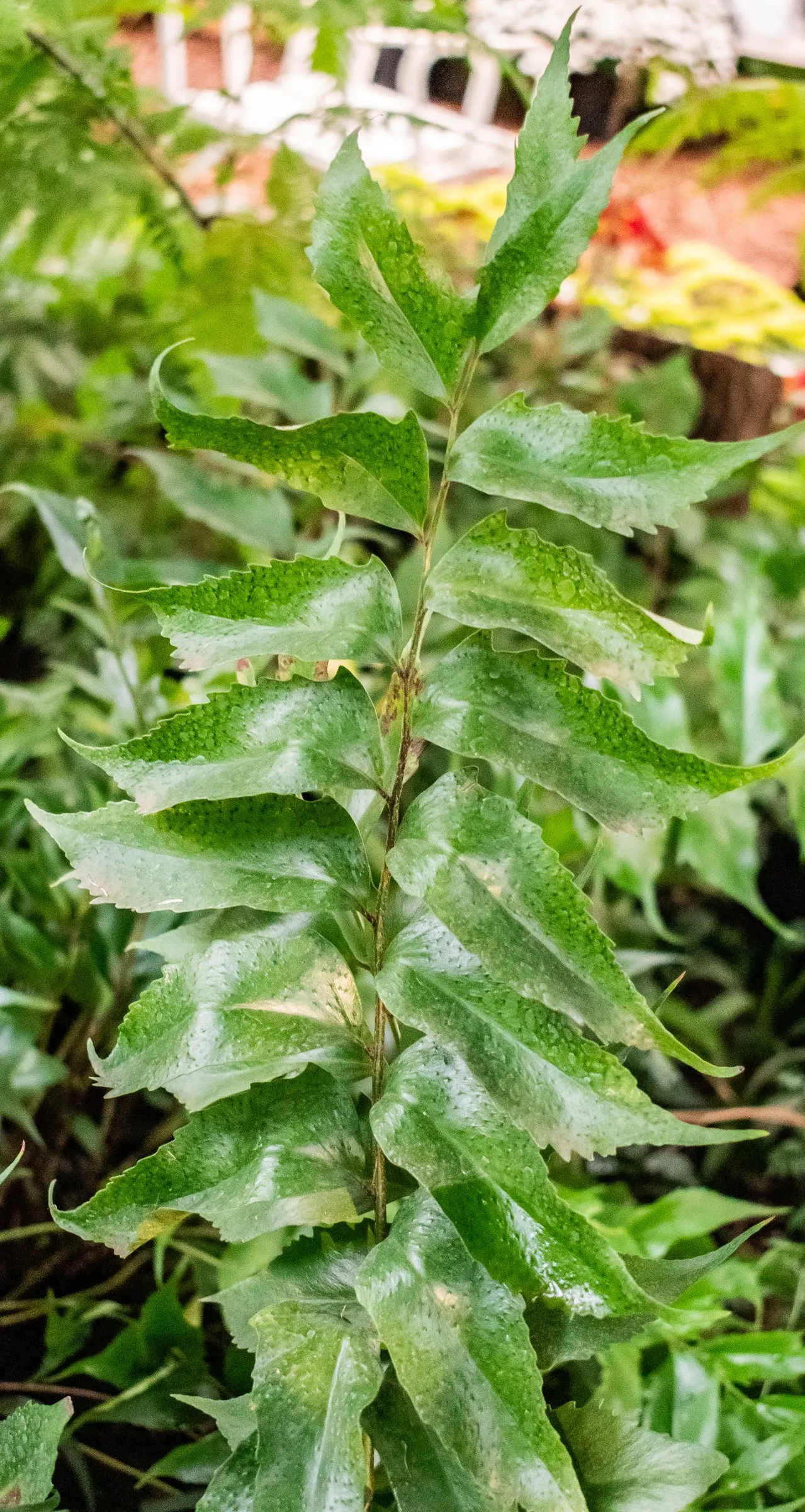 Japanese Holly Fern (Cyrtomium Falcatum) — Watering should be consistent to maintain evenly moist soil; however