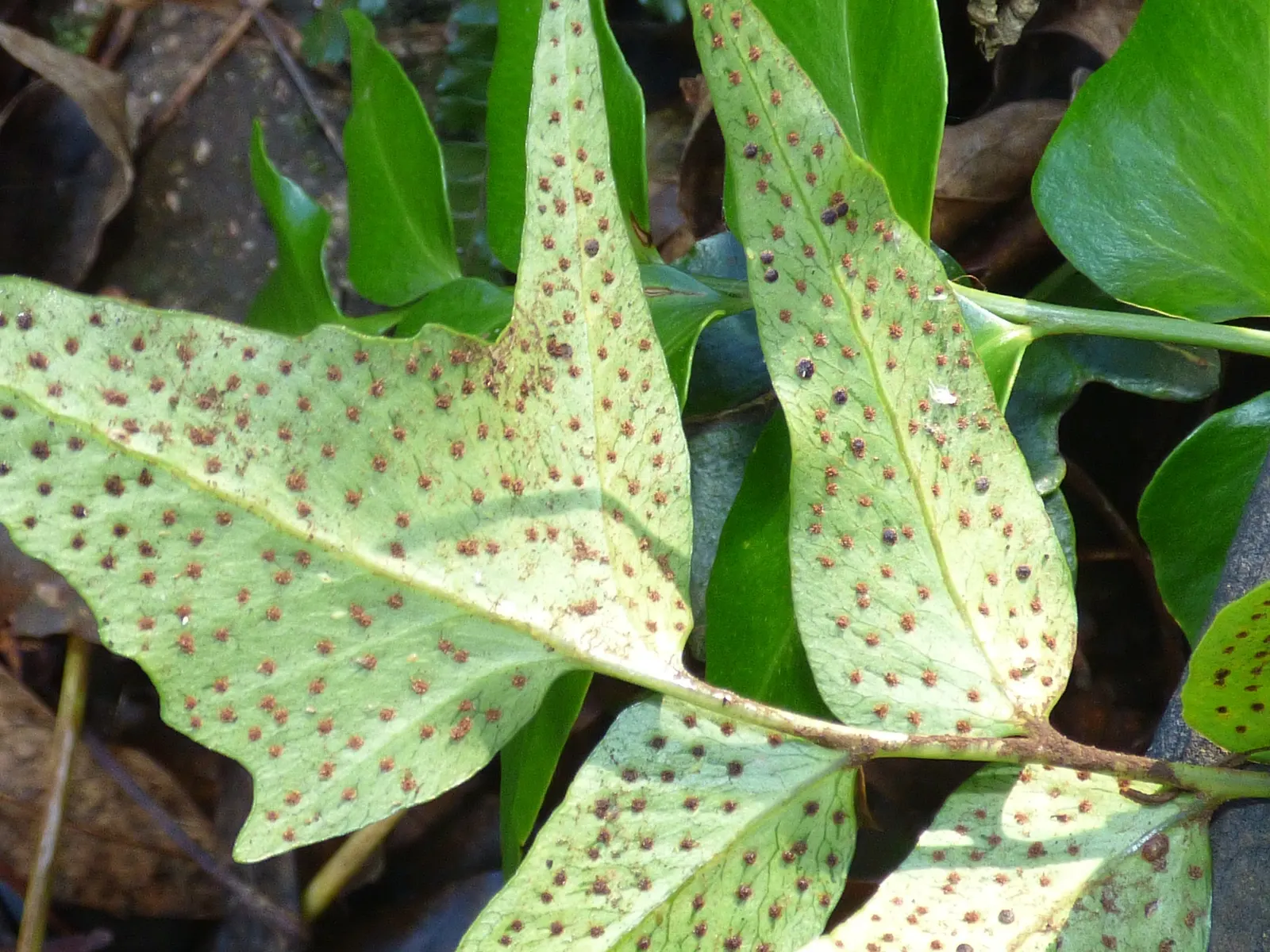 Japanese Holly Fern (Cyrtomium Falcatum) — evergreen fern cherished for its hardiness and the lustrous sheen of its fronds