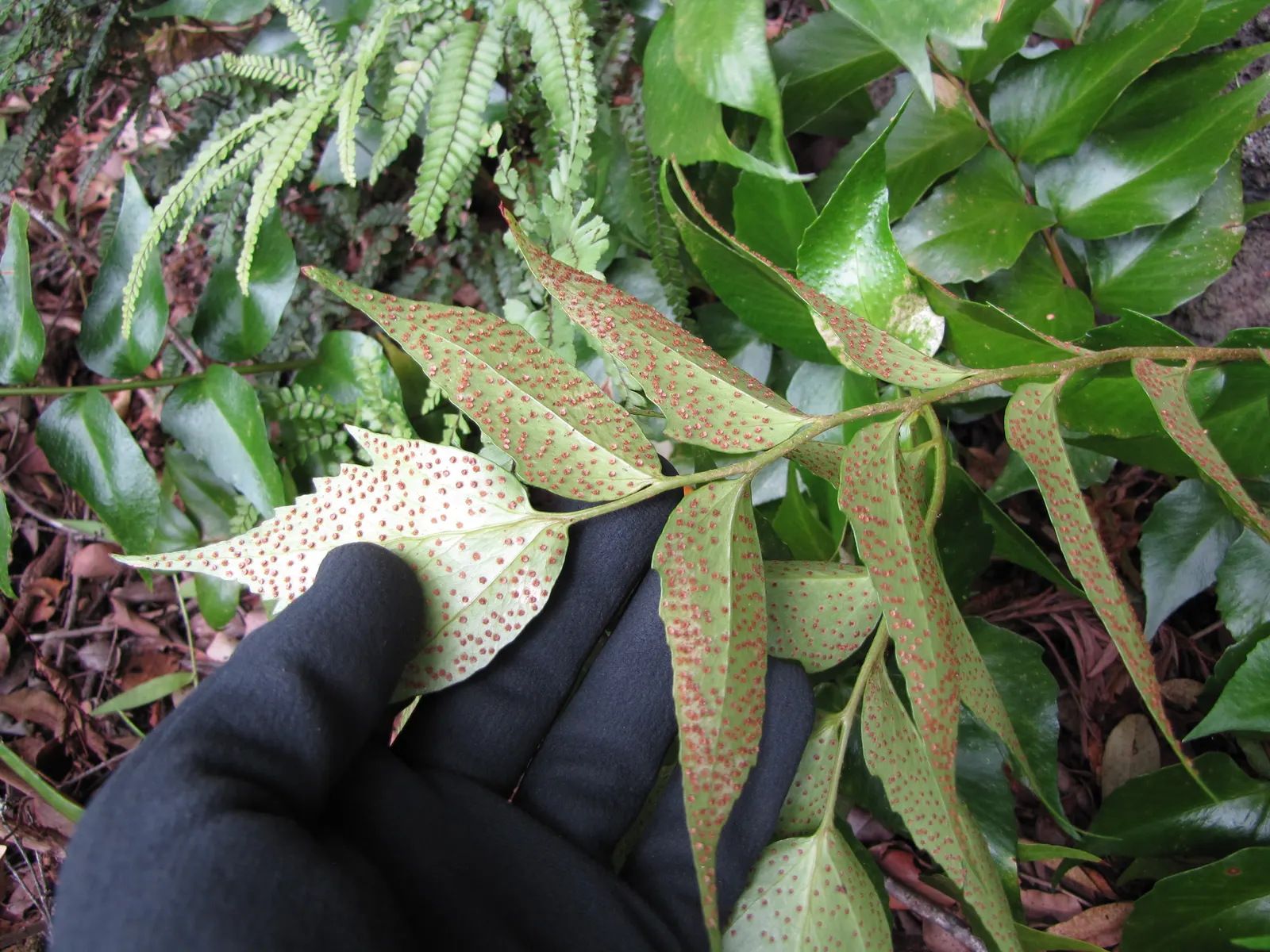 Japanese Holly Fern (Cyrtomium Falcatum) — this species adds textural contrast owing to its shiny; favoring partial to full shade conditions, image 88