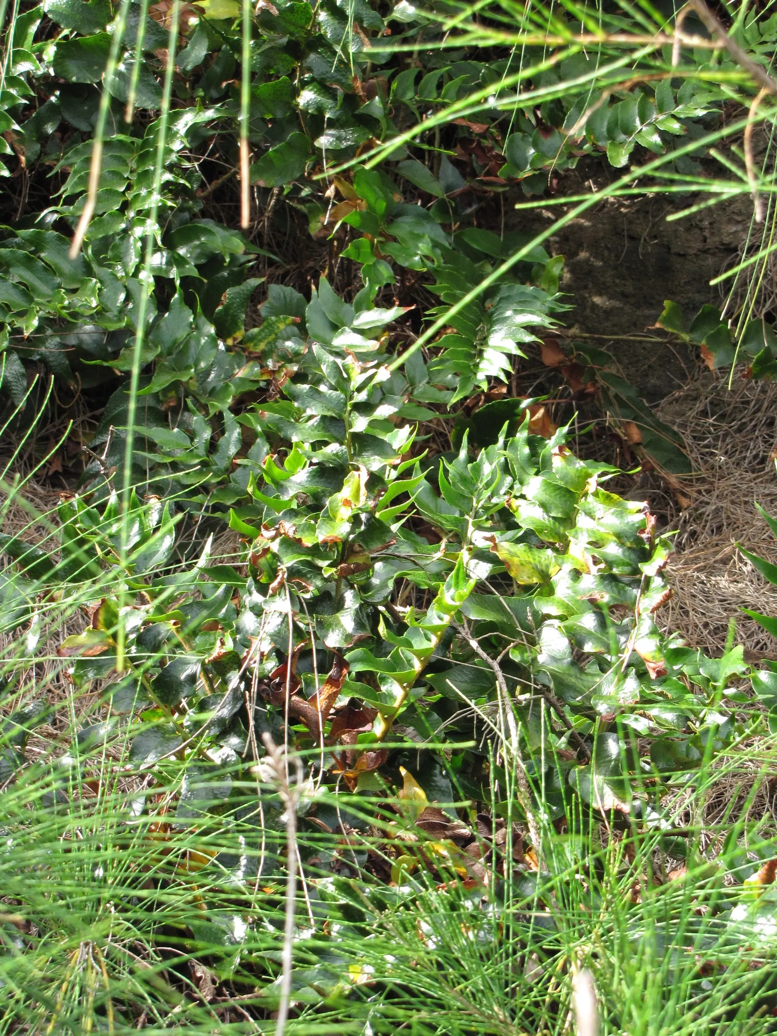 Japanese Holly Fern (Cyrtomium Falcatum) — It requires well-draining; or as a groundcover under larger plants, image 94
