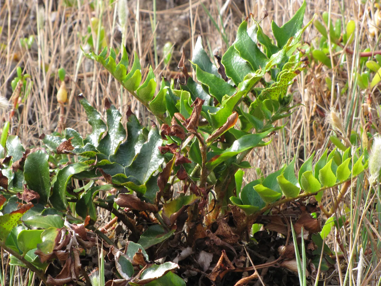 Japanese Holly Fern (Cyrtomium Falcatum) — When employing Cyrtomium falcatum in landscape design; it requires well-draining, image 77