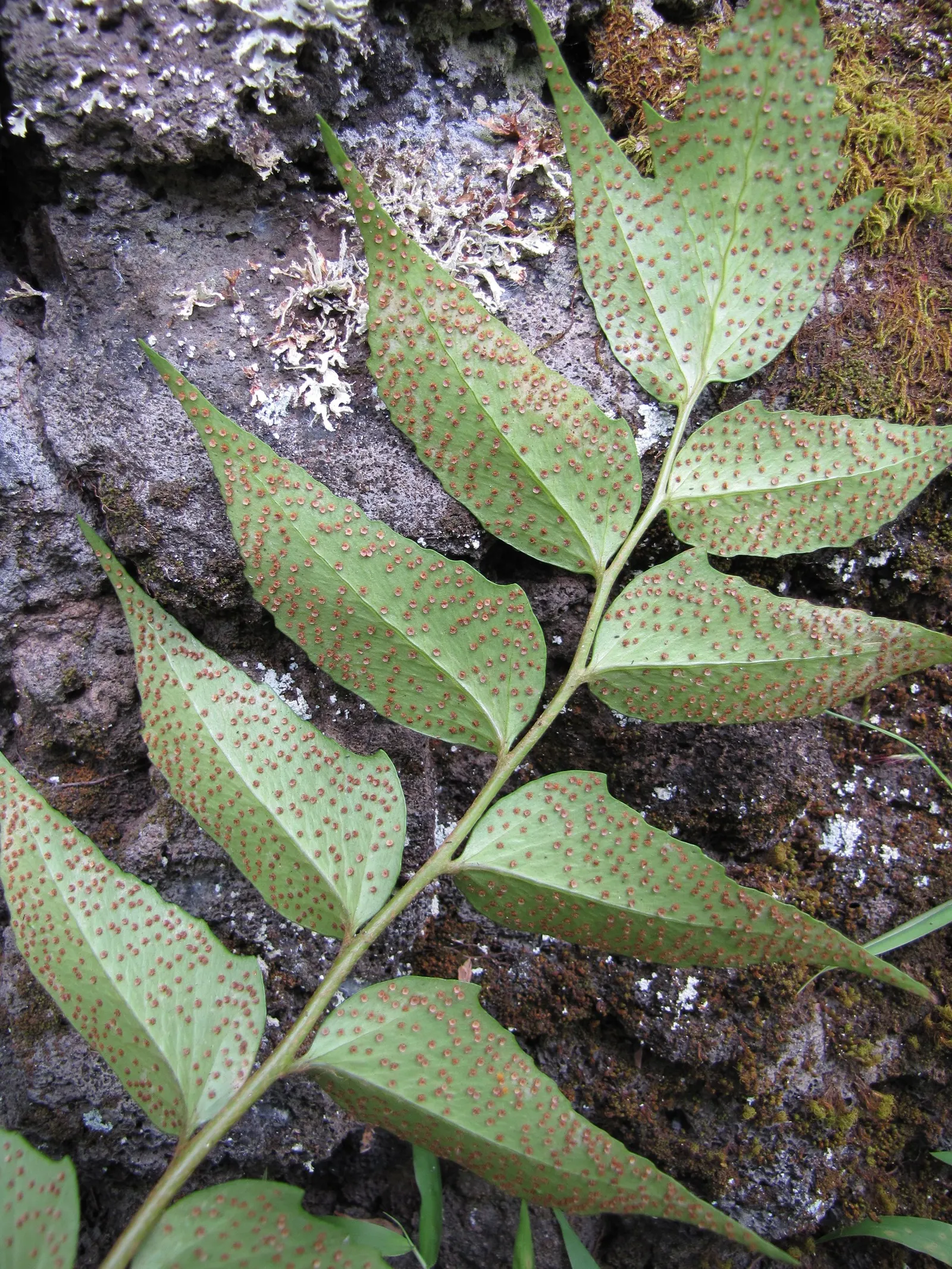 Japanese Holly Fern (Cyrtomium Falcatum) — leathery pinnae (leaflets) that are shaped with a distinctive holly-like appearance; and resistance to, image 89