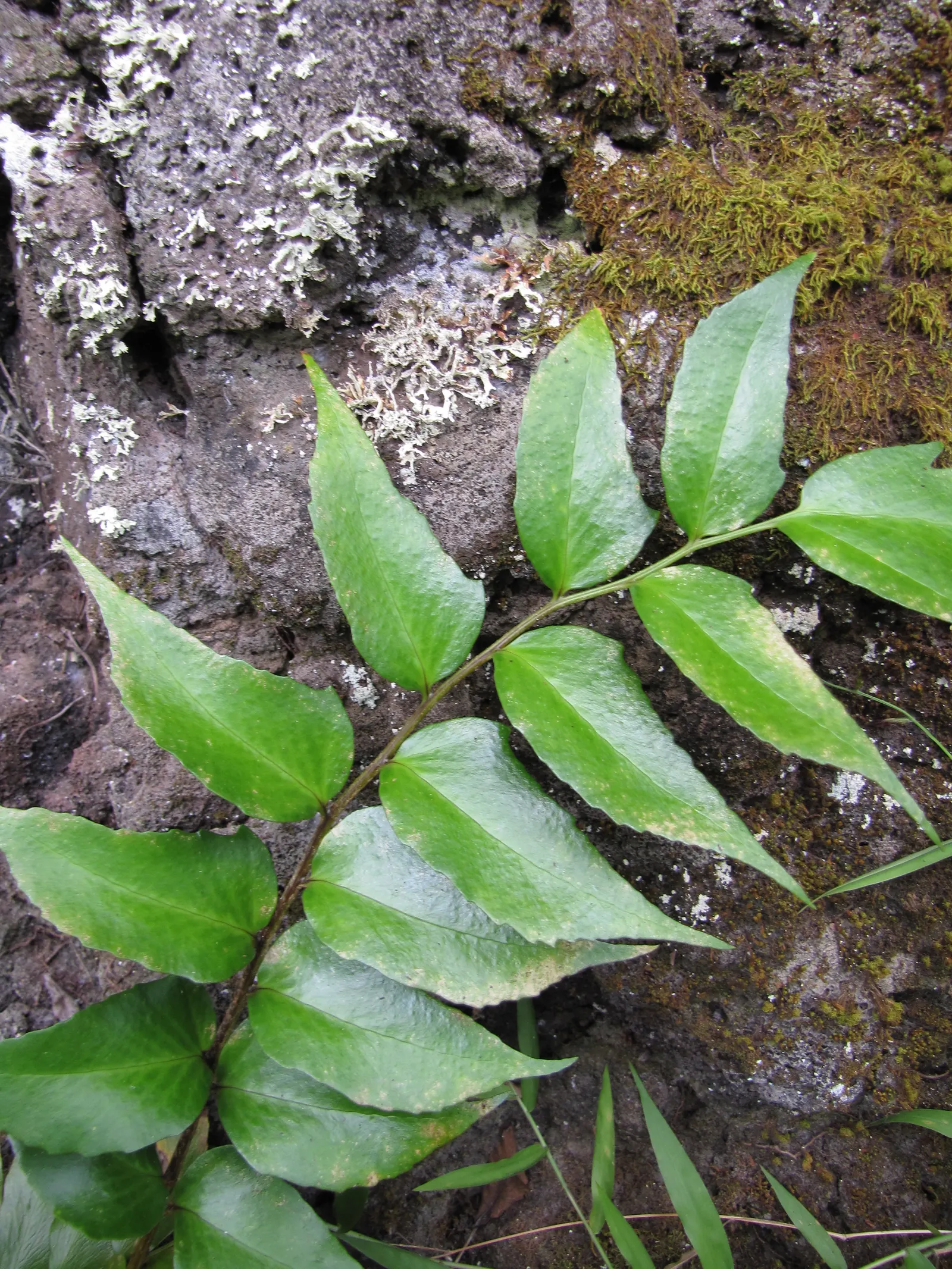 Japanese Holly Fern (Cyrtomium Falcatum) — make it a low-maintenance option for the landscape