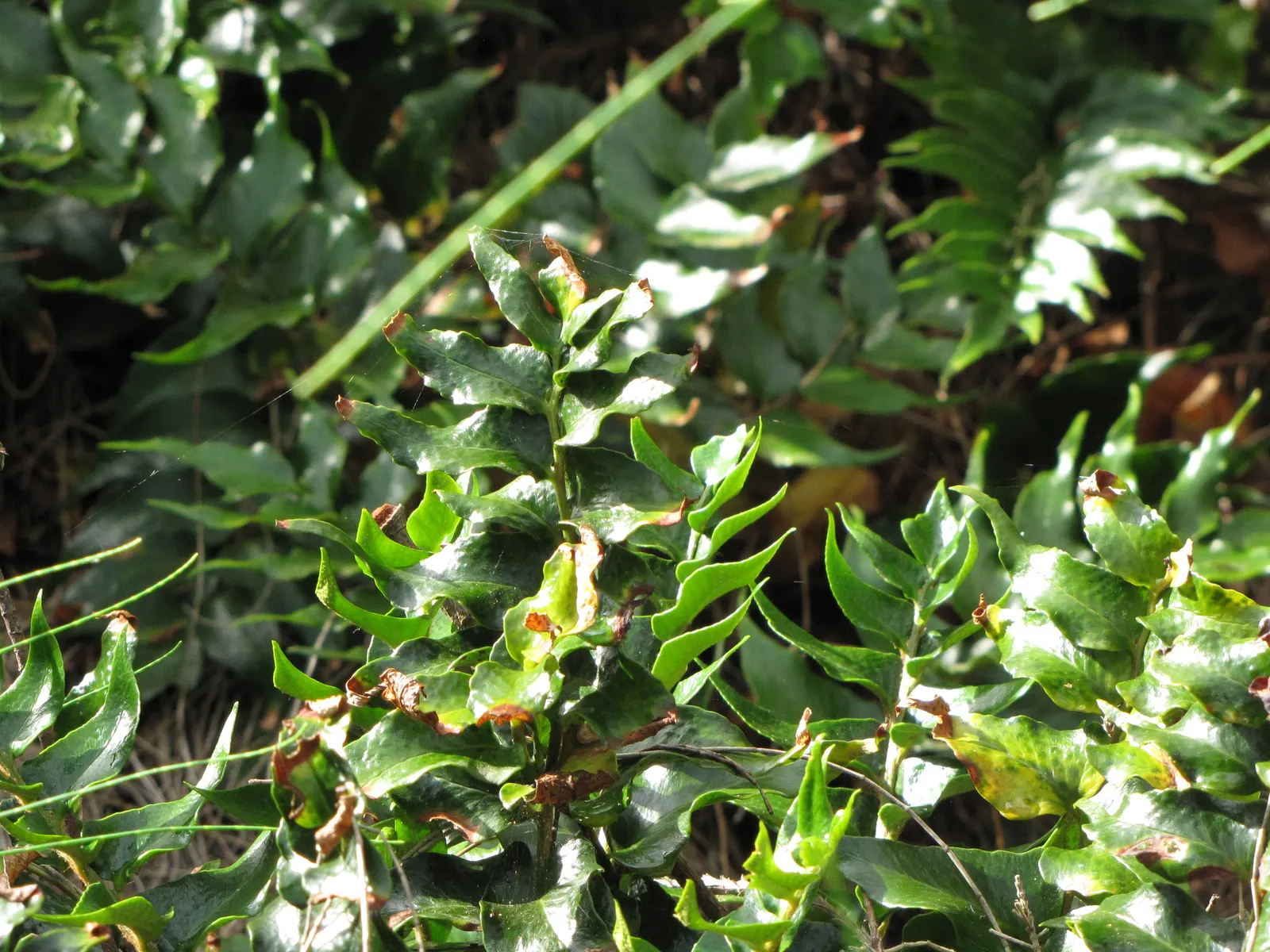 Japanese Holly Fern (Cyrtomium Falcatum) — botanically termed Cyrtomium falcatum; and it performs admirably in shaded rock gardens or borders, image 85