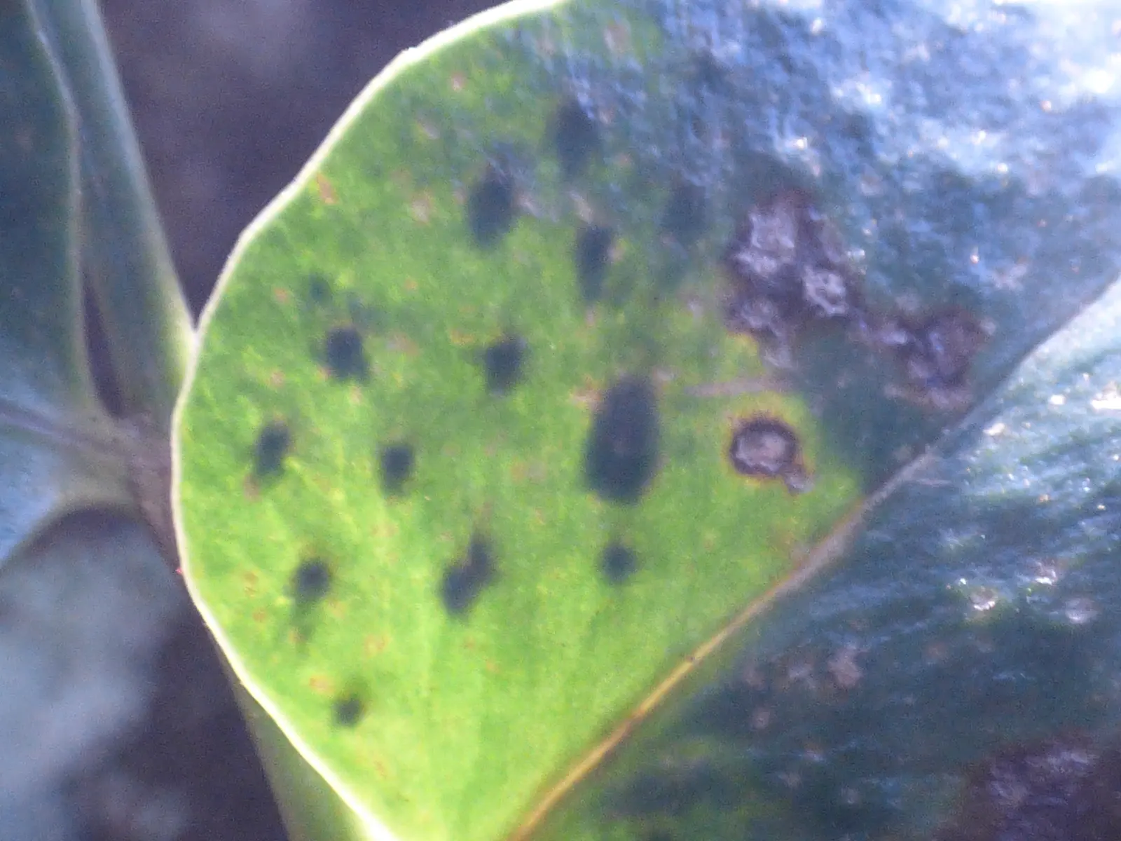 Japanese Holly Fern (Cyrtomium Falcatum) — sustaining a preference for slight acidity to neutral pH levels; watering should be consistent to maintain evenly