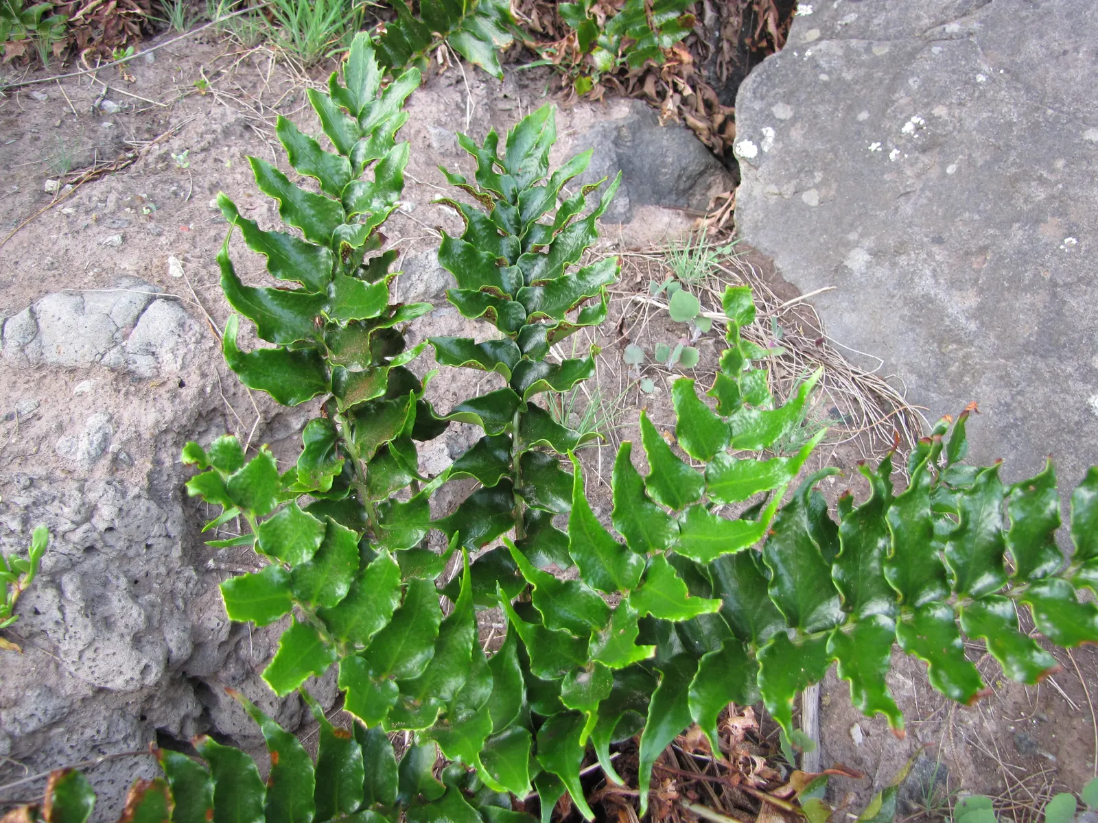 Japanese Holly Fern (Cyrtomium Falcatum) — Watering should be consistent to maintain evenly moist soil; however; fern / shrub for half or shade