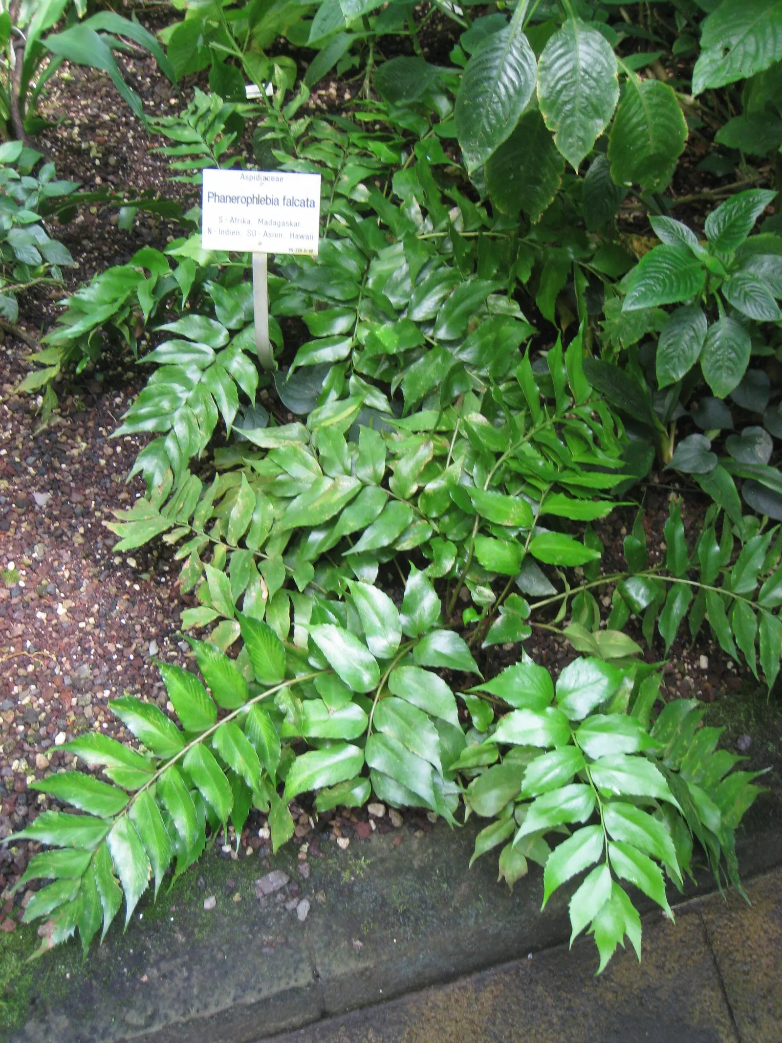 Japanese Holly Fern (Cyrtomium Falcatum) — leathery pinnae (leaflets) that are shaped with a distinctive holly-like appearance