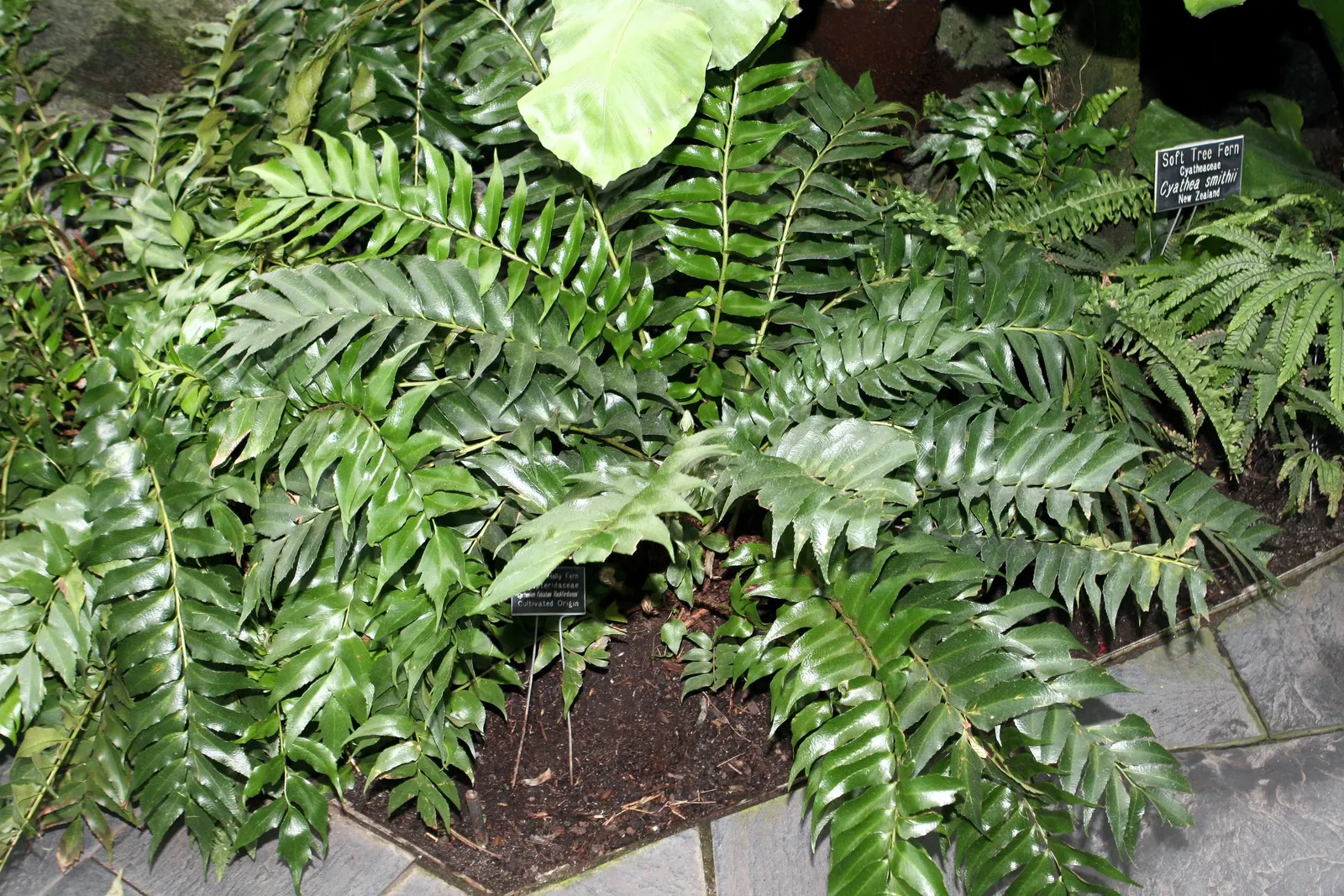 Japanese Holly Fern (Cyrtomium Falcatum) — It's pest and disease-resistant