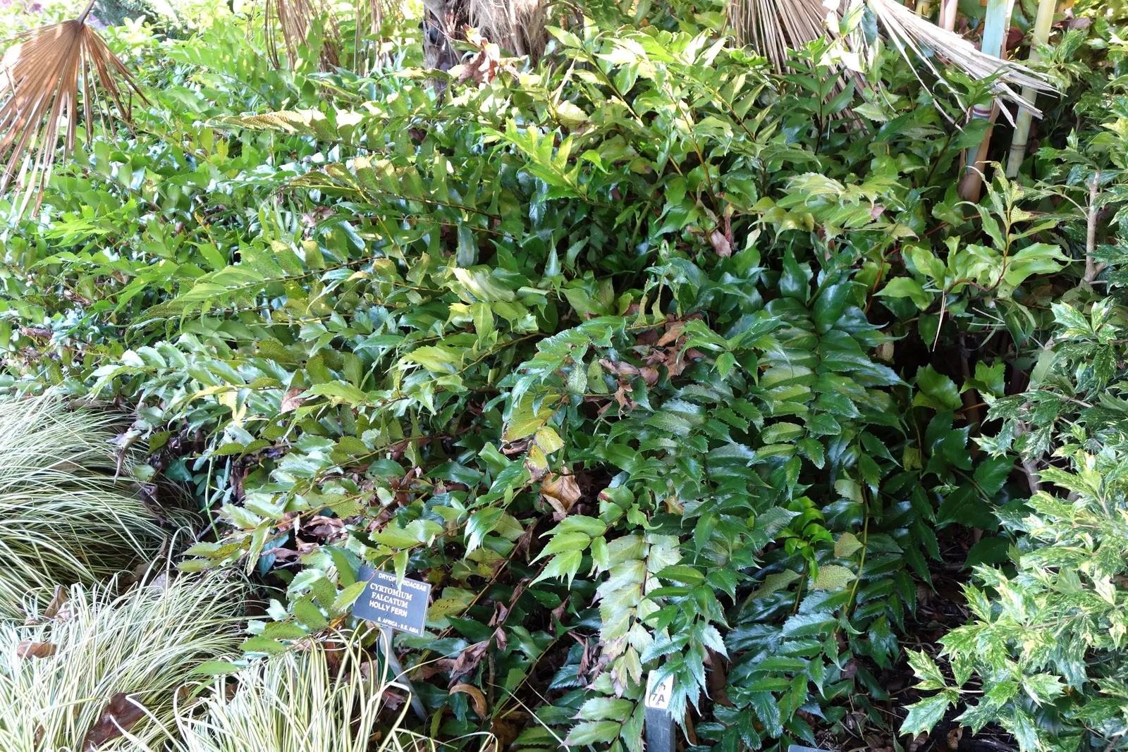 Japanese Holly Fern (Cyrtomium Falcatum) — make it a low-maintenance option for the landscape; holly-like fronds reaching up to 2 feet in length, image 75