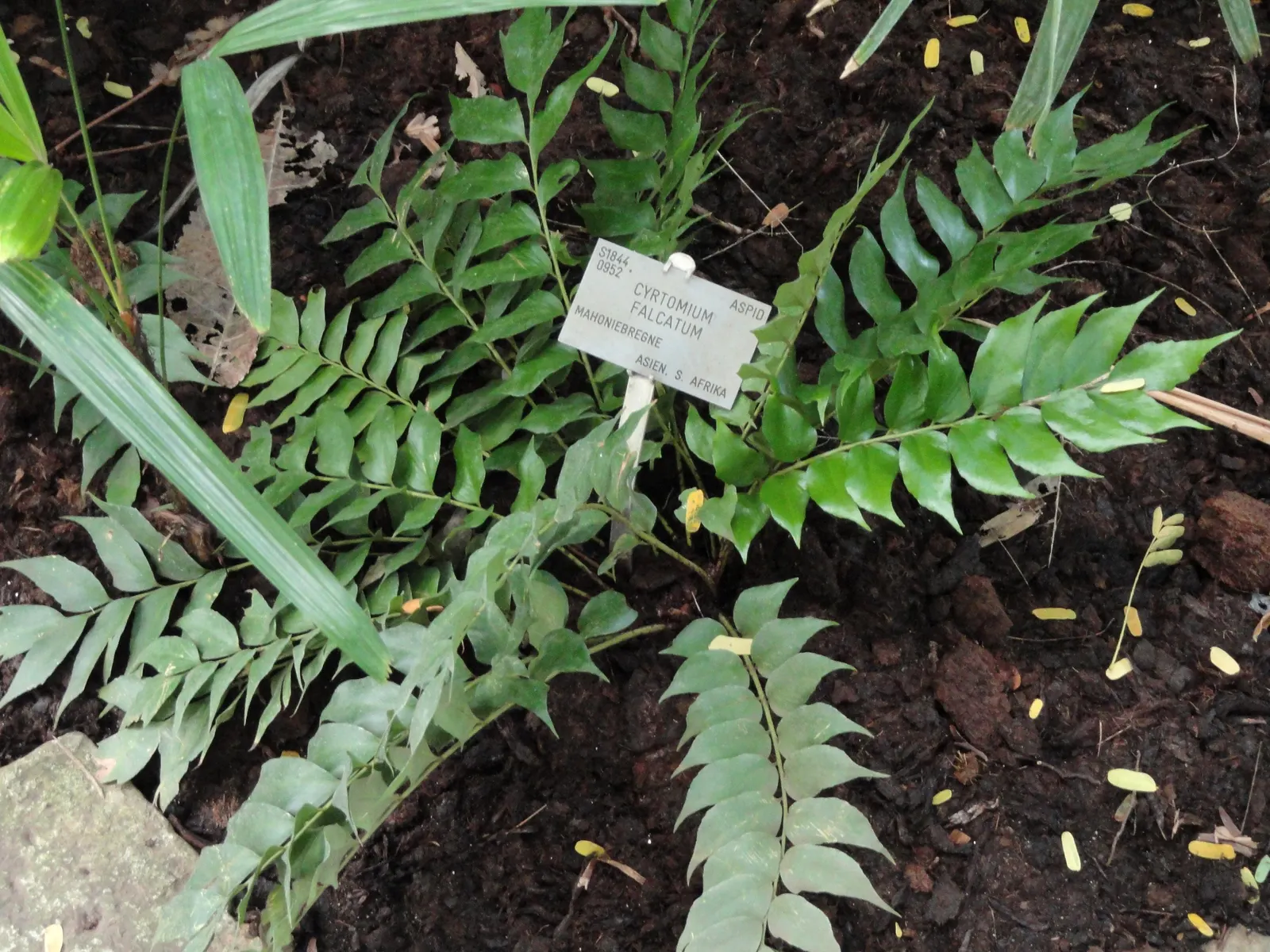 Japanese Holly Fern (Cyrtomium Falcatum) — or as a groundcover under larger plants; it's pest and disease-resistant, image 57