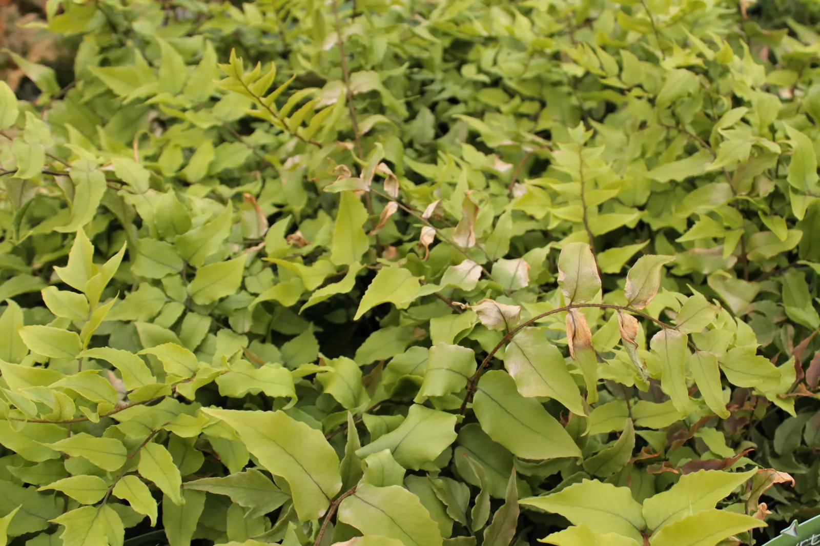 Japanese Holly Fern (Cyrtomium Falcatum) — Additionally, its deer resistance is a valuable trait for gardens in areas with a significant deer, image 50