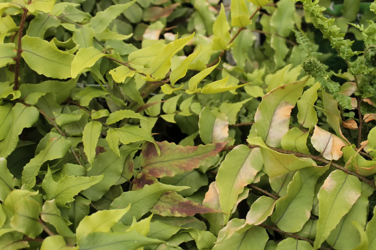 Japanese Holly Fern (Cyrtomium Falcatum) — enhanced with organic matter; each frond can reach a length of 18 to 24 inches