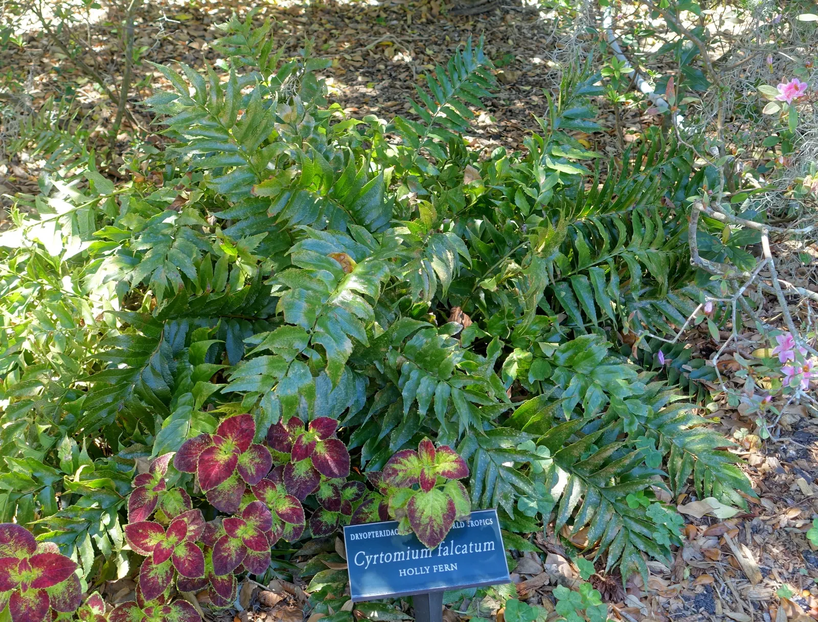Japanese Holly Fern (Cyrtomium Falcatum) — evergreen fern cherished for its hardiness and the lustrous sheen of its fronds; the Japanese Holly Fern, image 86