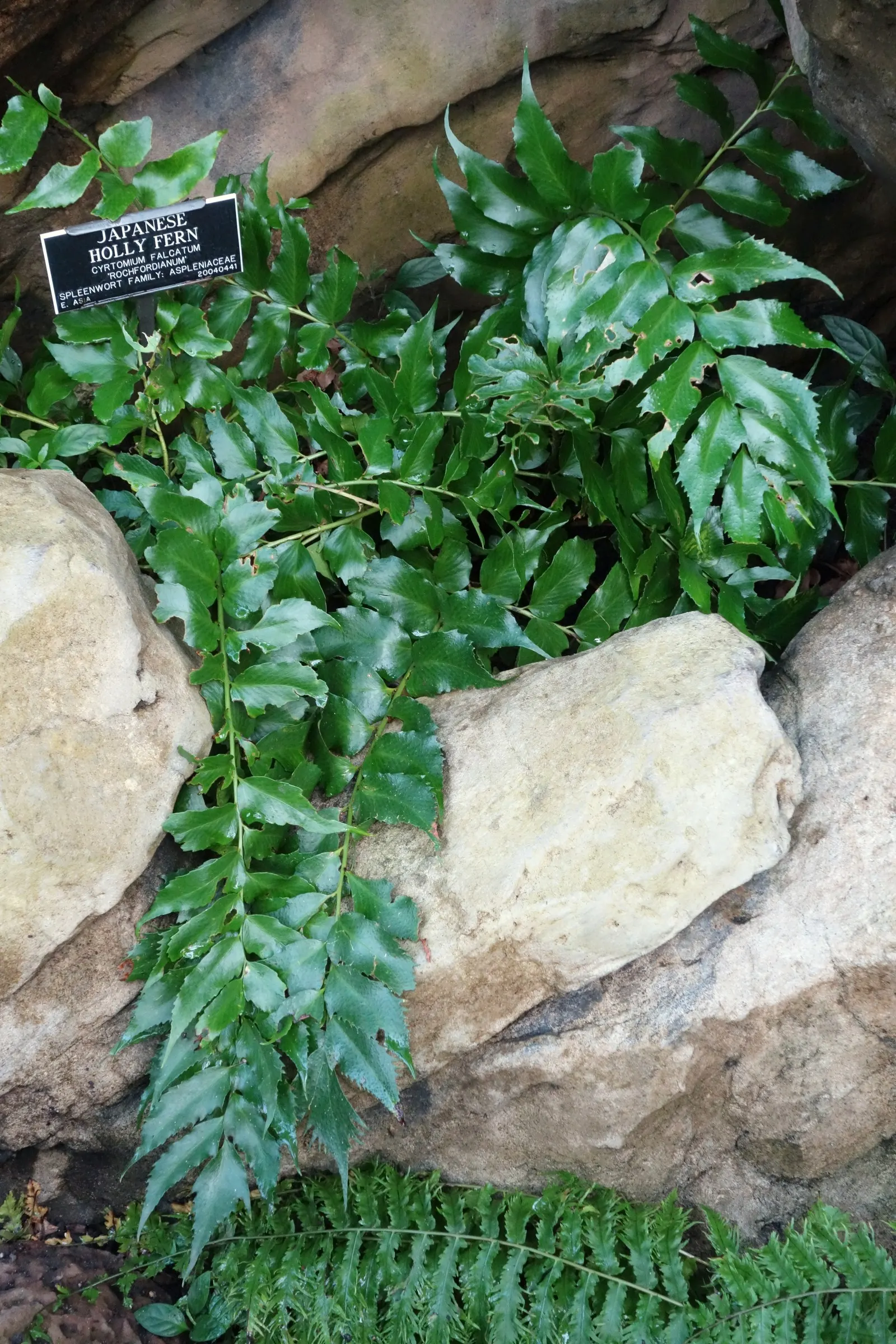 Japanese Holly Fern (Cyrtomium Falcatum) — elegantly unfurling to create a dense; enhanced with organic matter, image 66