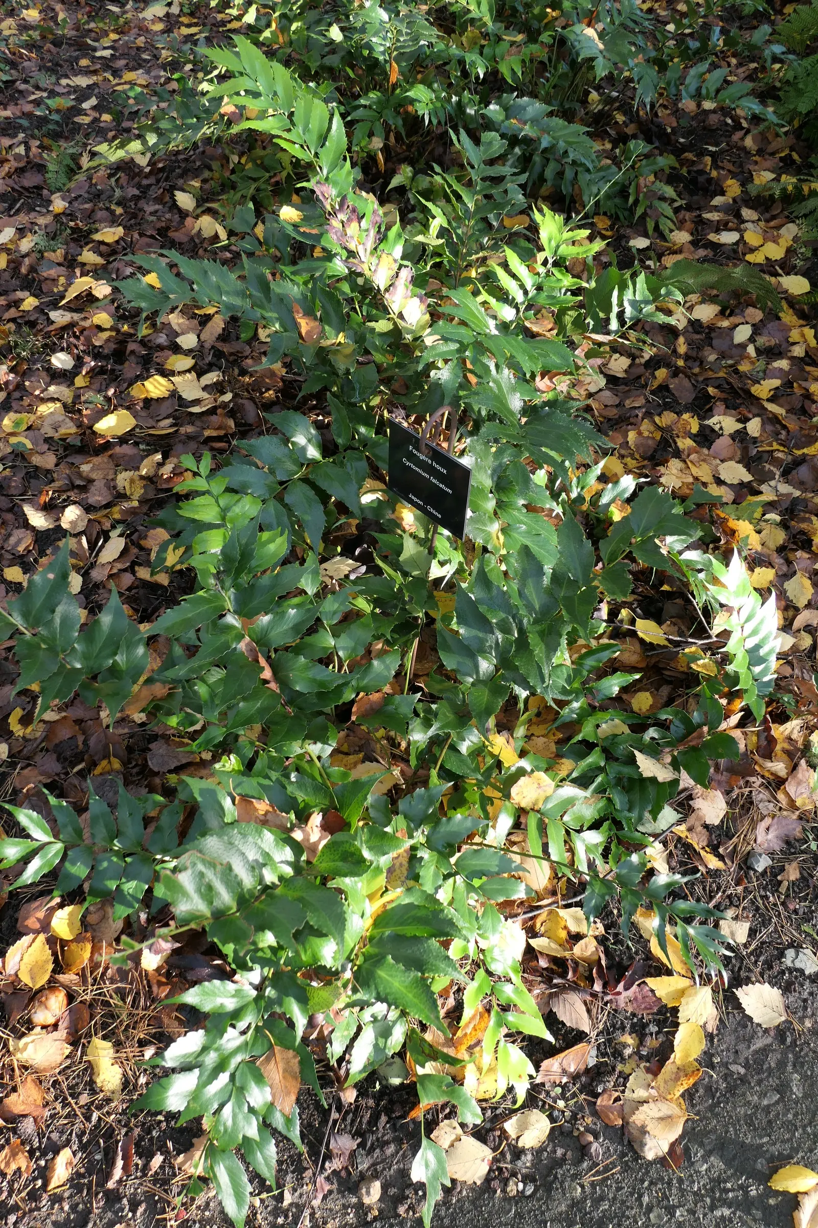 Japanese Holly Fern (Cyrtomium Falcatum) — Additionally, its deer resistance is a valuable trait for gardens in areas with a significant deer, image 102