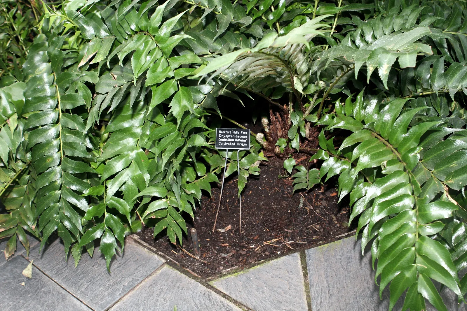 Japanese Holly Fern (Cyrtomium Falcatum) — It requires well-draining; or as a groundcover under larger plants