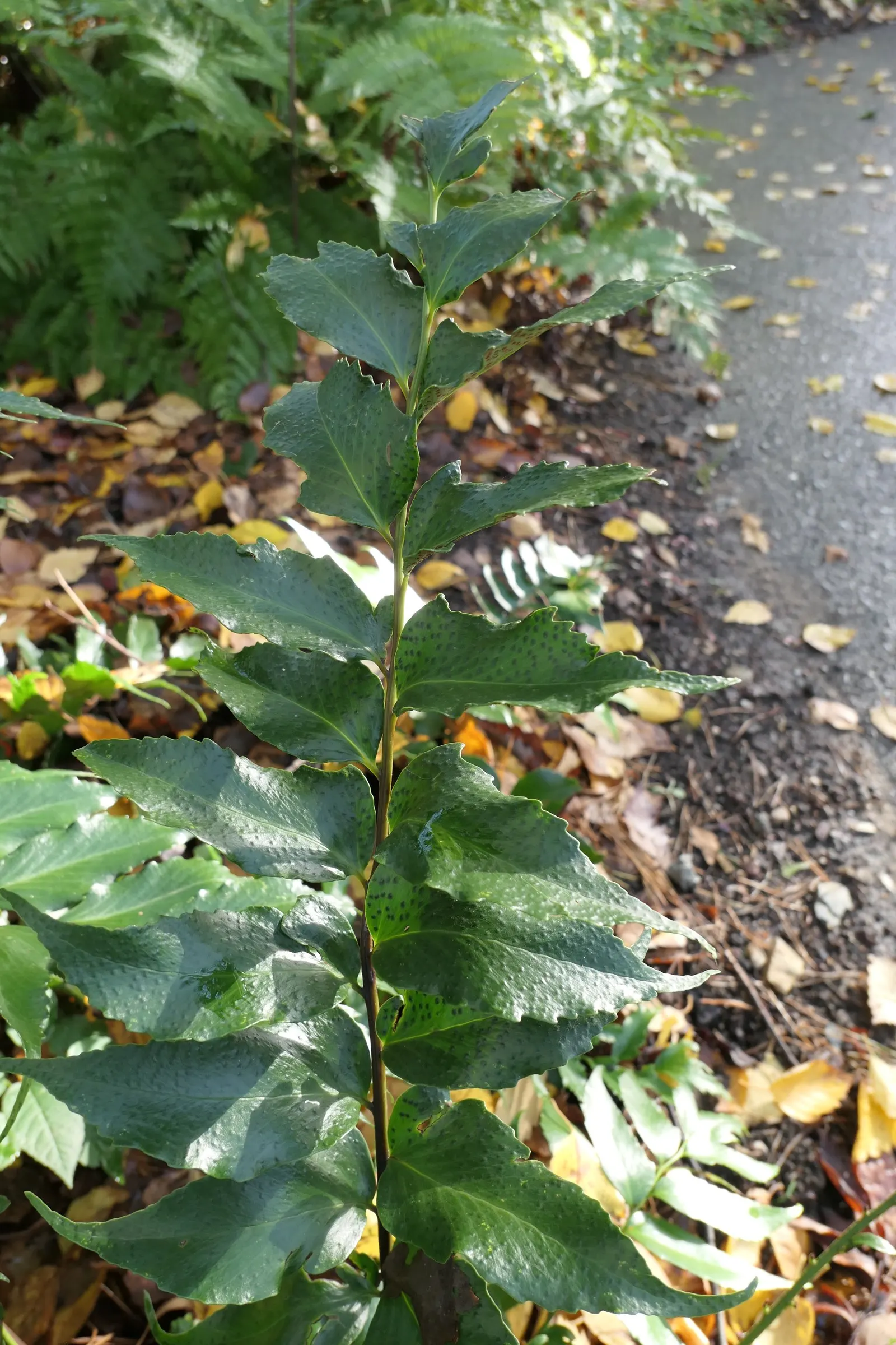 Japanese Holly Fern (Cyrtomium Falcatum) — with a breadth of 6 to 8 inches; this species adds textural contrast owing to its shiny, image 91
