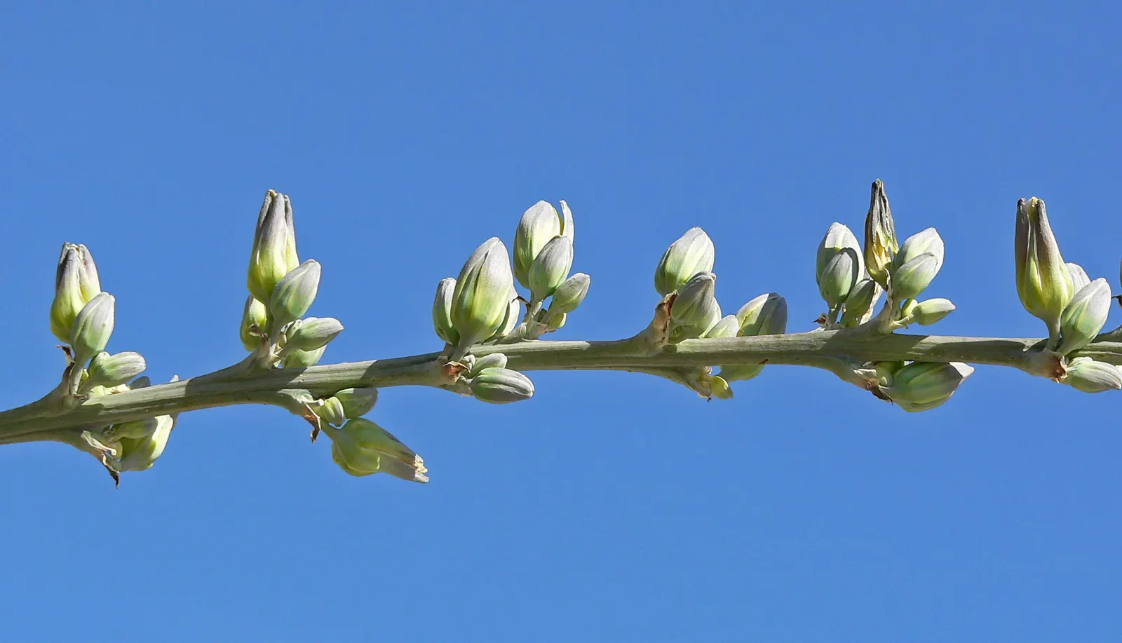Giant Hesperaloe (Hesperaloe Funifera) — The Giant Hesperaloe (Hesperaloe funifera) is a striking succulent
