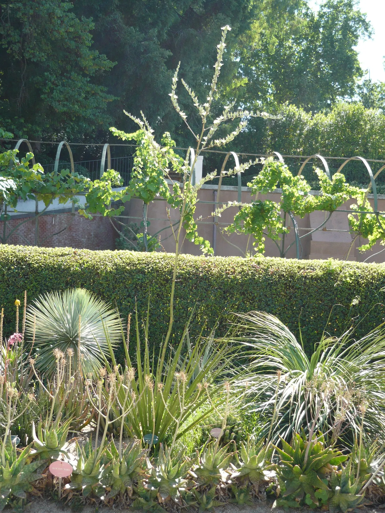 Giant Hesperaloe (Hesperaloe Funifera) — This perennial thrives under full sun in USDA zones 8-11