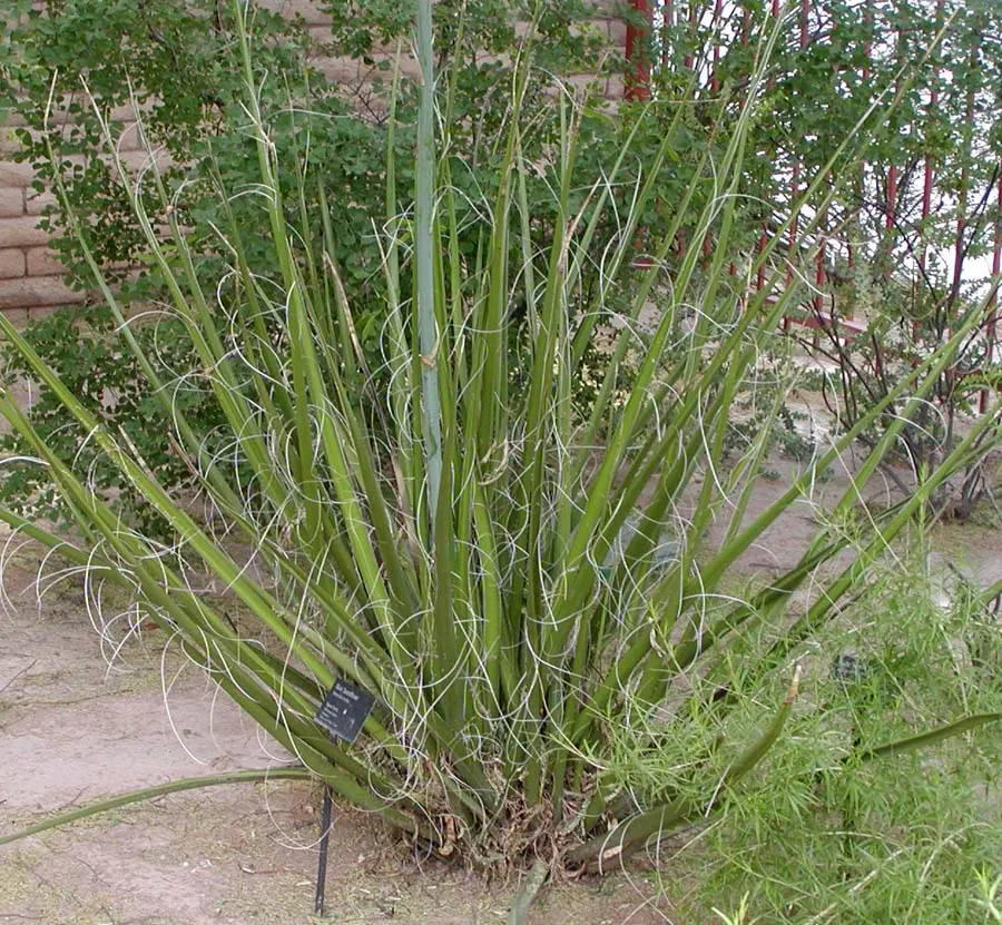 Giant Hesperaloe (Hesperaloe Funifera) — upright leaves and towering 12-foot flower spikes that attract hummingbirds