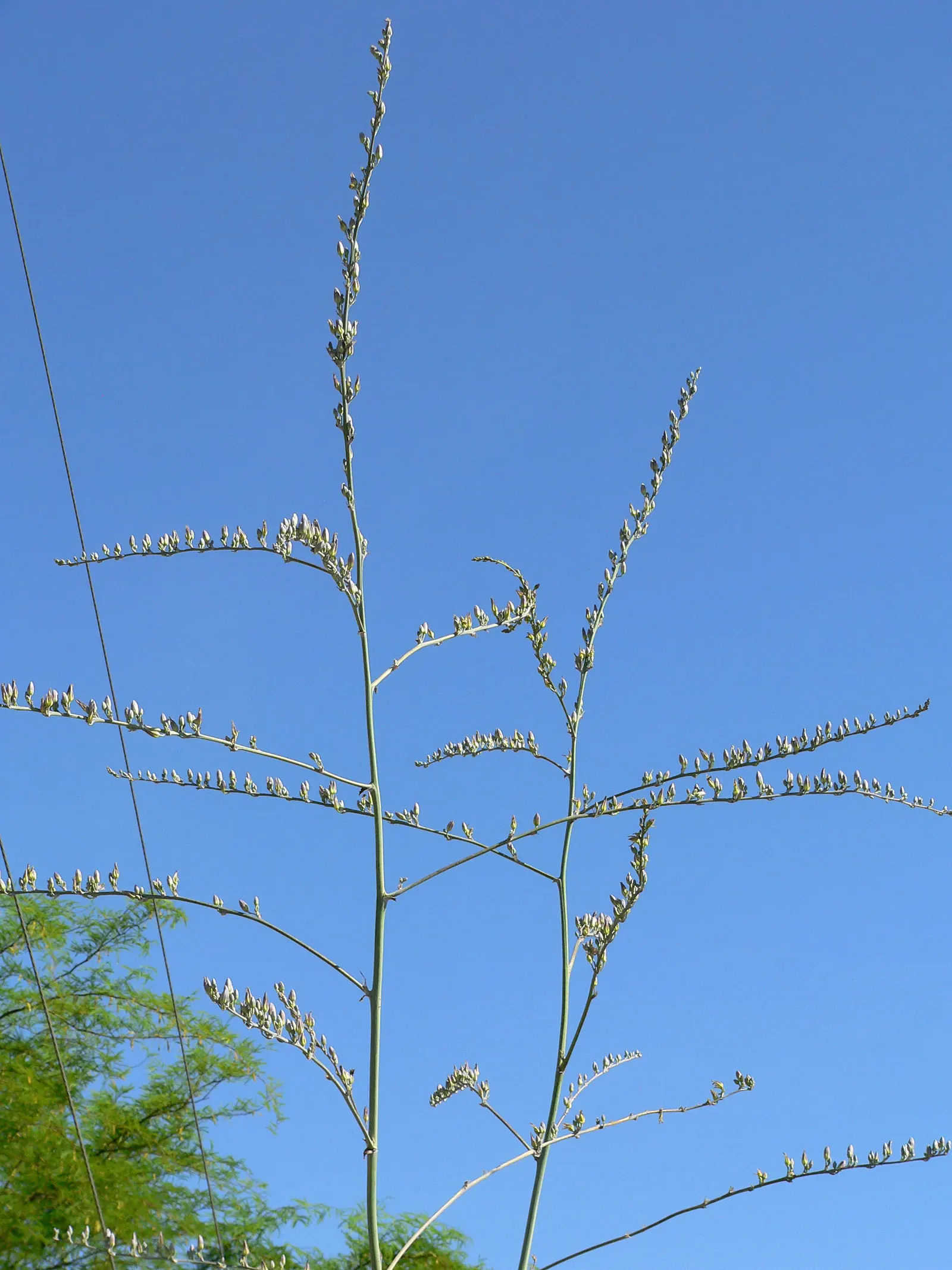 Giant Hesperaloe (Hesperaloe Funifera) — and fibrous leaves that are a striking blue-green hue